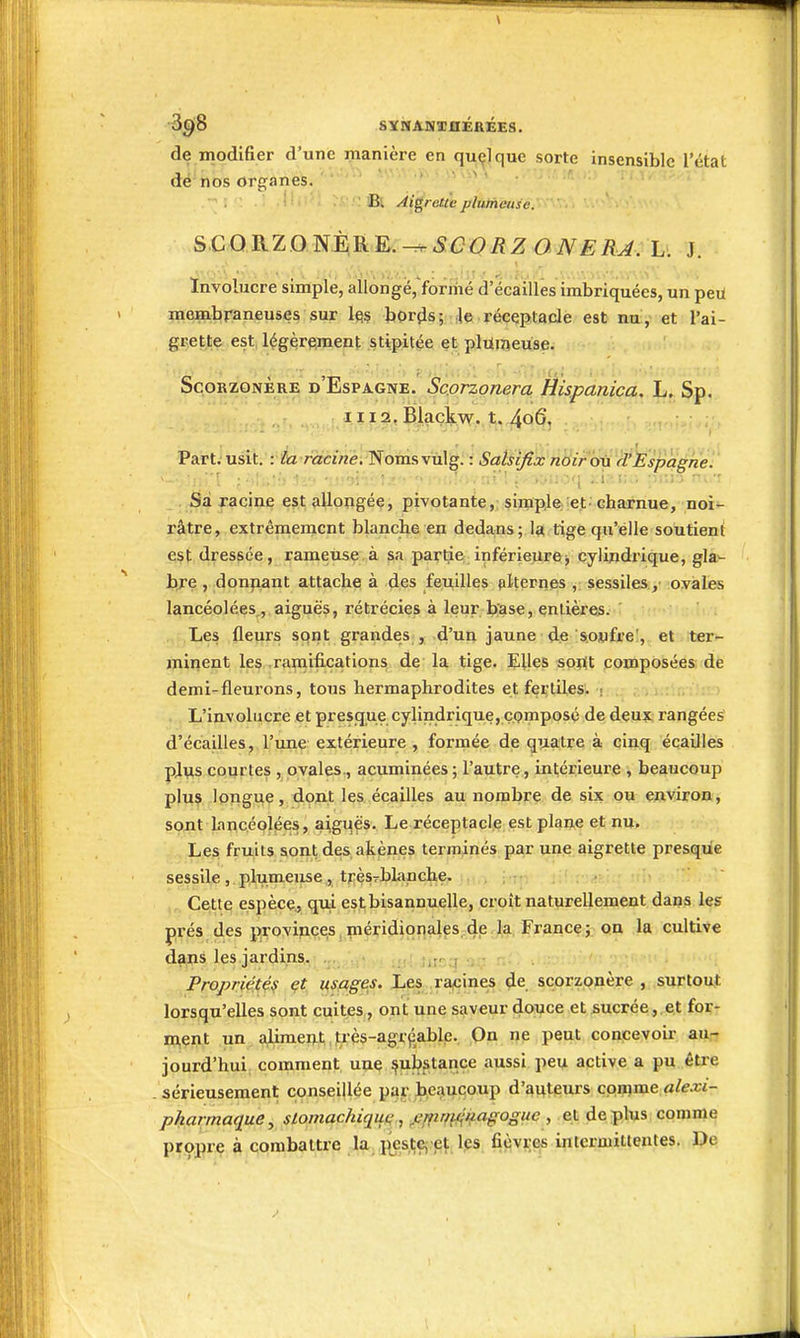 •Ogio SYNASIZflÉ&ÉES. de modifier d'une manière en qu(^]que sorte insensible l'état dé' nos organes. ' ' ' ■'' ' ' ' *' ' ''''^ ' ' Bl Ài^reu'è plutneitse. SCO RZO^ÈRE.SCO RZ O NERA. L'. J. ïnvolucre simple, allongé,ïorriié d'écaillés imbriquées, un peii membraneuses sur bordsj d©. réceptacle est aii,-et l'ai- grette est légèrement stipitée et pliïijieuse. ScoRZONÈRE d'Espagne. Scorzonera Hispanica. L. Sp. iii?,Blaçkw. t. 4o6. Part. usit. : fez racirte. Noms vulg. : Satsifix nôirôii d Èspaghe. Sa racine est allongée, pivotante, simple^et chainue, noi- râtre, extrêmement blanche en dedans; la tige qu'elle soutient est dressée, rameuse à sa partie infériejire> cylindrique, gla- bre , donnant attache à des feuilles plternes , sessiles , ovales lancéolées,, aiguës, rétrécies à leur b^se, entières. Les fleurs sont grandes , d'un jaune de s.owfre', et ter- minent les .ramifications de la tige. Elles soflt composées de demi-fleurons, tous hermaphrodites et fertiles. . L'involiicre et presque cylindrique, composé de deux rangées d'écaillés, l'une extérieure , formée de quatre à cinq écailles pJvs courtes , ovales., acuminées ; l'autre, intérieure , beaucoup plu? longue, dojit les écailles au nombre de six ou environ, sont Lniicéolées, a^gu^s. Le réceptacle est plane et nu. Les fruits sont des akènes terminés par une aigrette presque sessile , plumeuse, très^blanche. Cette espèce., qui est bisannuelle, croît naturellement dans les prés des provi^ces méridionales de la France; on la cultive dans les jardins. Propriété^ usages. Les racines de scorzonère , surtout lorsqu'elles sont cuites, ont une saveur douce et sucrée,.et for- m,ent un aliment t;ès-agrpable. On ne peut conçevoii- au.- jourd'hui; comment une substance aussi peu active a pu. être sérieusement conseillée pa^r biCauqoup d'£ii;tetirs cpm^e alexi- p^armaque, stomachiquff, .eifirry-uagoguc , et déplus comme propre à combattre la. j:[es^ÇÇj,,eî; Ips fièvrç^s intermittentes. De