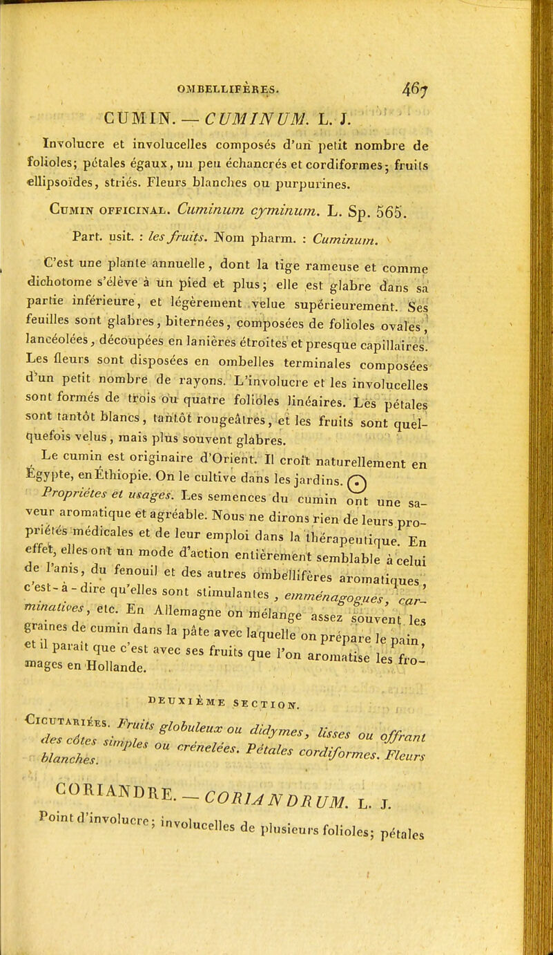 CUMIN. —CUMINUM. L. }. . ilc, >U ■ Involucre et involucelles composés d'un petit nombre de folioles; pétales égaux, un peu échancrés et cordiformes; fruils ellipsoïdes, striés. Fleurs blanches ou purpurines. Cumin officinal. Cuminum cjminum. L. Sp. 565. Part. usit. : les fruits. Nom pharm. : Cuminum. C'est une plante annuelle, dont la tige rameuse et comme dichotome s'élève à un pied et plus; elle est glabre dans sk partie inférieure, et légèrement velue supérieurement. Ses feuilles sont glabres, bitetnées, composées de folioles ovales ,' lancéolées, découpées en lanières étroites et presque capillaires.' Les fleurs sont disposées en ombelles terminales composées dW petit nombre de rayons. L'involucre et les involucelles sont formés de trois ou quatre folioles linéaires. Lès pétales sont tantôt blancs, tantôt rougeâlres, eî les fruits sont quel- quefois velus , mais plus souvent glabres. Le cumin est originaire d'Orient. Il croît naturellement en Egypte, en Ethiopie. On le cultive dans les jardins. (7) Propriétés et usages. Les semences du cumin une sa veur aromatique et agréable. Nous ne dirons rien de leurs pro pr.éfés médicales et de leur emploi dans la thérapeutique En effet, elles ont un mode d'action entièrement semblable à celui de l'anis du fenouil et des autres ombéllifères aromatiques c est-a-dire qu'elles sont stimulantes , emménagogues, car- m.nat..es,e,c. En Allemagne on n^élange assez slvenHes g axnes de cum.n dans la pâte avec laquelle on prépare le pain DEUXIÈME SECTION. ^'^^''^■^^i^s. I<yuits globuleux OU dicfrmes h\... /r C0RIANDRE._COiî/^iV0^(,^. Pom.d'involuere; i„v„l„celles de plusieurs foliole.; p^,„|,.