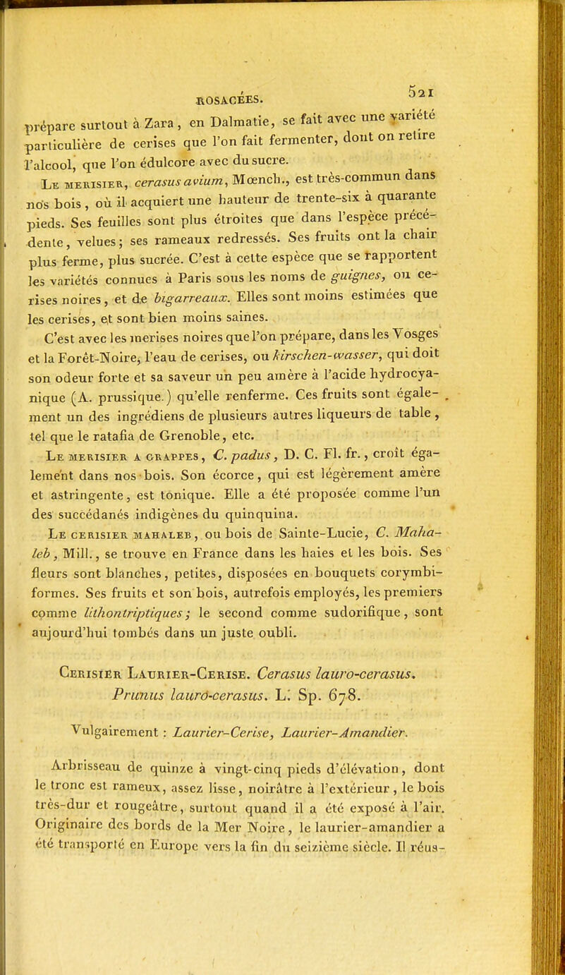 prépare surtout à Zara , en Dalmatie, se fait avec une variété ■particulière de cerises que l'on fait fermenter, dont on retire l'alcool, que l'on édulcore avec du sucre. Le memsier, cerasus avium, Mœnch., est très-commun dans nos bois, où il acquiert une hauteur de trente-six à quarante pieds. Ses feuilles sont plus étroites que dans l'espèce précé- dente , velues ; ses rameaux redressés. Ses fruits ont la chair plus ferme, plus sucrée. C'est à cette espèce que se rapportent ks variétés connues à Paris sotis les noms de guignes, ou ce- rises noires, et de bigarreaux. Elles sont moins estimées que les cerises, et sont bien moins saines. C'est avec les merises noires que l'on prépare, dans les Vosges et la Forêt-Noire, l'eau de cerises, ou Jàrschen-wasser, qui doit son odeur forte et sa saveur un peu amère à l'acide hydrocya- nique (A. prussique.) qu'elle renferme. Ces fruits sont égale- , ment un des ingrédiens de plusieurs autres liqueurs de table , tel que le ratafia de Grenoble, etc. Le merisier a grappes, €. padus, D. C. Fl. fr., croit éga- lement dans nos-bois. Son écorce, qui est légèrement amère et astringente, est tonique. Elle a été proposée comme l'un des succédanés indigènes du quinquina. Le cerisier mahaleb, ou bois de Sainte-Lucie, C. Maha- leb, Mill., se trouve en France dans les haies et les bois. Ses fleurs sont blanches, petites, disposées en bouquets corymbi- formes. Ses fruits et son bois, autrefois employés, les premiers comme Uthontriptiques; le second comme sudorifique, sont aujourd'hui tombés dans un juste oubli. Cerisier Laurier-Cerise. Cerasus lauro-cerasus. Prunus laurô-cerasus. Li Sp. 678. Vulgairement : Laurier-Cerise, Laurier-Amandier. Arbrisseau de quinze à vingt-cinq pieds d'élévation, dont le tronc est rameux, assez lisse, noirâtre à l'extérieur , le bois très-dur et rougeâtre, surtout quand il a été exposé à l'air. Originaire des bords de la Mer Noire, le laurier-amandier a été transporté en Europe vers la lin du seizième siècle. Il réus-