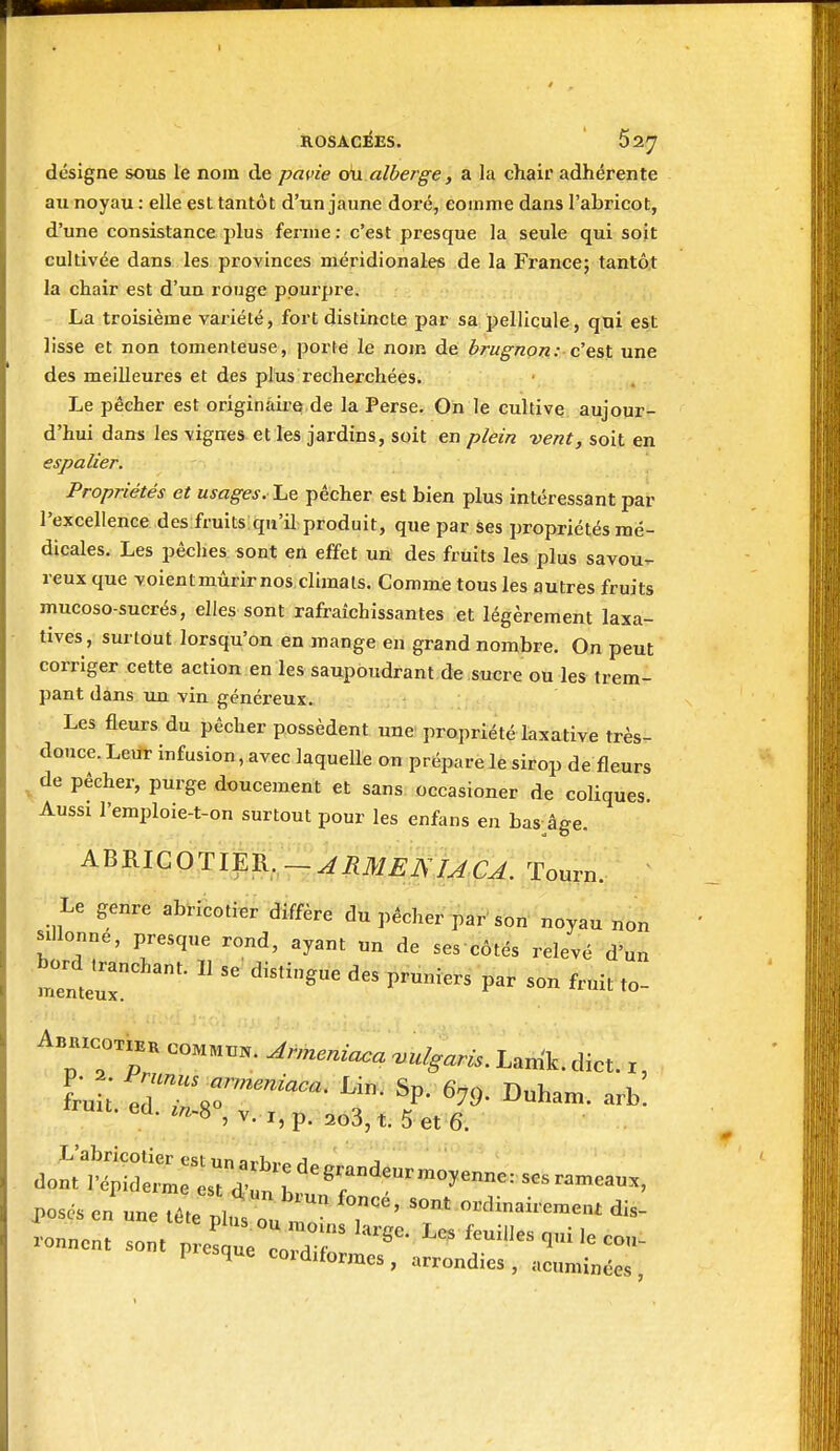 ROSACEES. 627 désigne sous le nom de pavie an alberge, a la chair adhérente au noyau : elle est tantôt d'un jaune doré, eoinme dans l'abricot, d'une consistance plus ferme: c'est presque la seule qui soit cultivée dans les provinces méridionales de la France; tantô,t la chair est d'un rouge ppui'pre. La troisième variété, fort distincte par sa pellicule, qui est lisse et non tomenteuse, porte le nom de brugnon: c'ast une des meilleures et des plus recherchées. Le pêcher est originaire de la Perse. On le cultive aujour- d'hui dans les vignes et les jardins, soit en plein vent, soit en espalier. Propriétés et usages. Le pêcher est bien plus intéressant par l'excellence des fruits qu'il produit, que par ses propriétés mé- dicales. Les pêches sont en effet un des fruits les plus savou- reux que voientmùrirnos climats. Comme tous les autres fruits mucoso-sucrés, elles sont rafraîchissantes et légèrement laxa- tives, surtout lorsqu'on en mange en grand nombre. On peut corriger cette action en les saupoudrant de sucre ou les trem- pant dans ua vin généreux. Les fleurs du pêcher possèdent une propriété laxative très- douce. Leur infusion, avec laquelle on prépare le sirop de fleurs ^ de pêcher, purge doucement et sans occasioner de coliques. Aussi l'emploie-t-on surtout pour les enfans en bas âge. ^^^lGOTm^^--JRMEkhcj. Tourn. Le genre abribotier diffère du pêcher par'sôn^ noyau non sillonne, presque rond, ayant «n de ses côtés relevé d'un ABUXCO..BK comm™. Jr.neniaca .ulgaris. Lamk. dict. x, posés en une tête plus ou m^ 7' -^--^-^^ ronnent sont preZe 1!^ 1-cou- presque cordiformes, arrondies , acuminées