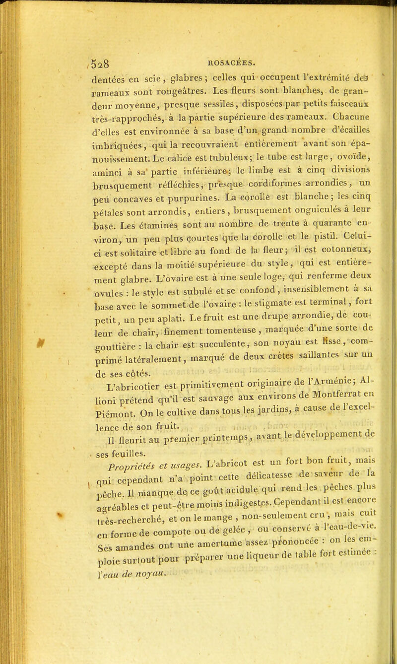 dentées en scie, glabres; celles qui occupent l'extrémilé de^ rameaux sont rougeâtres. Les fleurs sont blanches, de gran- deur moyenne, presque sessiles, disposées par petits faisceaux très-rapprochés, à la partie supérieure des rameaux. Chacune d'elles est environnée à sa base d'un, grand nombre d'écailies imbriquées, qui la recouvraient entièrement avant son épa- nouissement. Le caHce esttubuleux; le tube est large, ovoïde, aminci à sa' partie inférieure; le limbe est à cinq divisions brusquement réfléchies, presque cordiformes arrondies, un peu concaves et purpurines. La corolle est blanche ; les cinq pétales sont arrondis, entiers , brusquement onguiculés à leur base. Les étamines sont au nombre de trente à quarante en- viron, un peu plus courtes que la corolle et le pistil. Celui- ci est solitaire et libre au fond de la fleur ; il est cotonneux, excepté dans la moitié supérieure du style, qui est entière- ment glabre. L'ovaire est à une seule loge, qui renferme deux ovules : le style est subulé et se confond, insensiblement à sa base avec le sommet de l'ovaire : le stigmate est terminal, fort petit, un peu aplati. Le fruit est une drupe arrondie, de cou- leur de chair, finement tomenteuse , marquée d'une sorte de gouttière : la chair est succulente, son noyau est lisse, com- primé latéralement, marqué de deux crêtes saillantes sur un de ses côtés. '-ai L'abricotier est primitivement originaire de l'Arménie; Al- lioni prétend qu'il est sauvage aux environs de Montferrat en Piémont. On le cultive dans tous les jardins, à cause de i excel- lence de son fruit. ::nO'x' : Il fleuritau pfemier printemps, avant le développement de ■ ses feuilles. ; Propriétés et usages. L'abricot est un fort bon fruit, mais nui cependant n'a .point cette délicatesse de saveur de^la pêche II manque de, ce goût acidulé, qui rend les pêches plus agréables et peut-être moins indigestes. Cependant il est encore très-recherché, et on le mange , non-seulement cru , ma.s cuit en forme de compote ou de gelée , ou conservé à l'cau-dc-vie. Ses amandes ont uiie amertume assez prononcée : on les em- ploie surtout pour préparer une liclueur de table fort estimée : Veau de noyau.