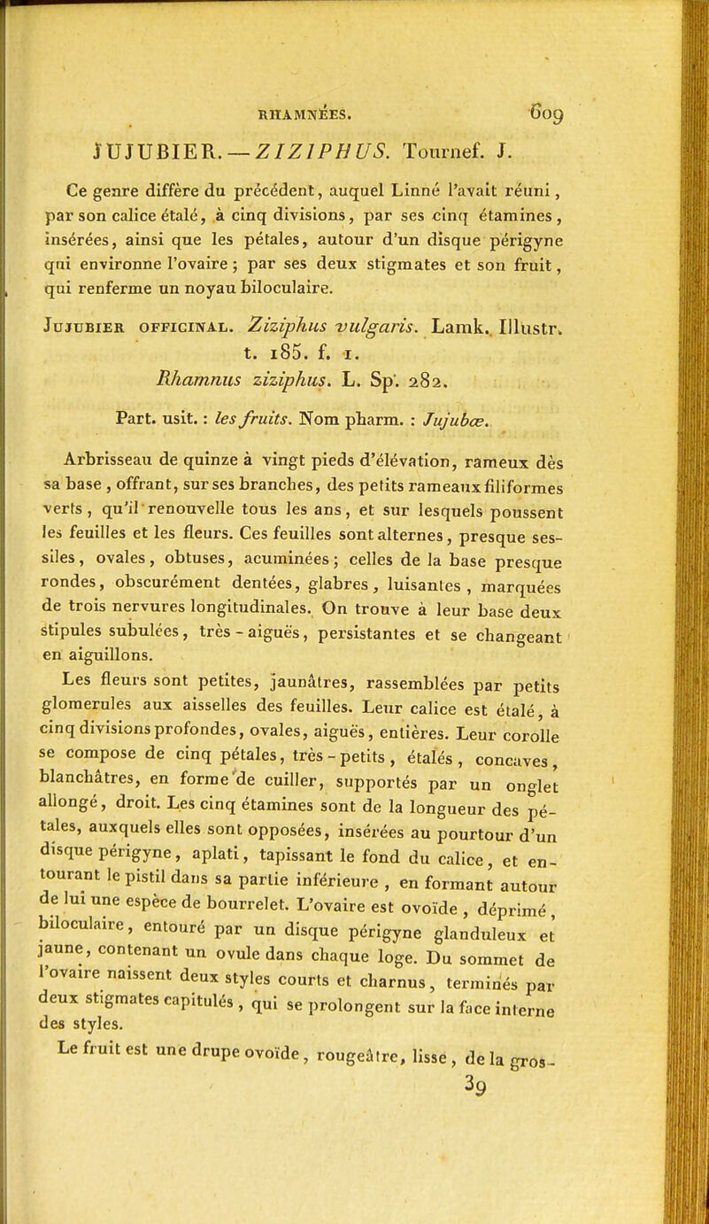 SVJVBIEK. — ZIZIPHUS. Toiirnef. J. Ce genre diffère du précédent, auquel Linné l'avait réuni, par son calice étalé, à cinq divisions, par ses cinq étamines, insérées, ainsi que les pétales, autour d'un disque perigyne qui environne l'ovaire ; par ses deux stigmates et son fruit, qui renferme un noyau biloculaire. Jujubier officinal. Ziziphus vulgaris. Lamk... Illustr» t. i85. f. I. Rhamnus ziziphus. L. Sp'. 282. Part. usit. : les fruits. Nom pharm. : Jujubœ. Arbrisseau de quinze à vingt pieds d'élévation, rameux dès sa base , offrant, sur ses branches, des petits rameaux filiformes verts, qu'il renouvelle tous les ans, et sur lesquels poussent les feuilles et les fleurs. Ces feuilles sont alternes, presque ses- siles, ovales, obtuses, acuminées; celles de la base presque rondes, obscurément dentées, glabres, luisantes , marquées de trois nervures longitudinales. On trouve à leur base deux stipules subulces, très-aiguës, persistantes et se changeant en aiguillons. Les fleurs sont petites, jaunâtres, rassemblées par petits glomerules aux aisselles des feuilles. Leur calice est étalé, à cinq divisions profondes, ovales, aiguës, entières. Leur corolle se compose de cinq pétales, très-petits, étalés, concaves, blanchâtres, en forme'de cuiller, supportés par un onglet allongé, droit. Les cinq étamines sont de la longueur des pé- tales, auxquels elles sont opposées, insérées au pourtour d'un disque perigyne, aplati, tapissant le fond du calice, et en- tourant le pistil dans sa partie inférieure , en formant autour de lui une espèce de bourrelet. L'ovaire est ovoïde , déprimé biloculaire, entouré par un disque périgyne glanduleux et' jaune, contenant un ovule dans chaque loge. Du sommet de l'ovaire naissent deux styles courts et charnus, terminés par deux stigmates capitulés , qui se prolongent sur la face interne de« styles. Le fruit est une drupe ovoïde, rougeâtre, lisse, de la gros- 39