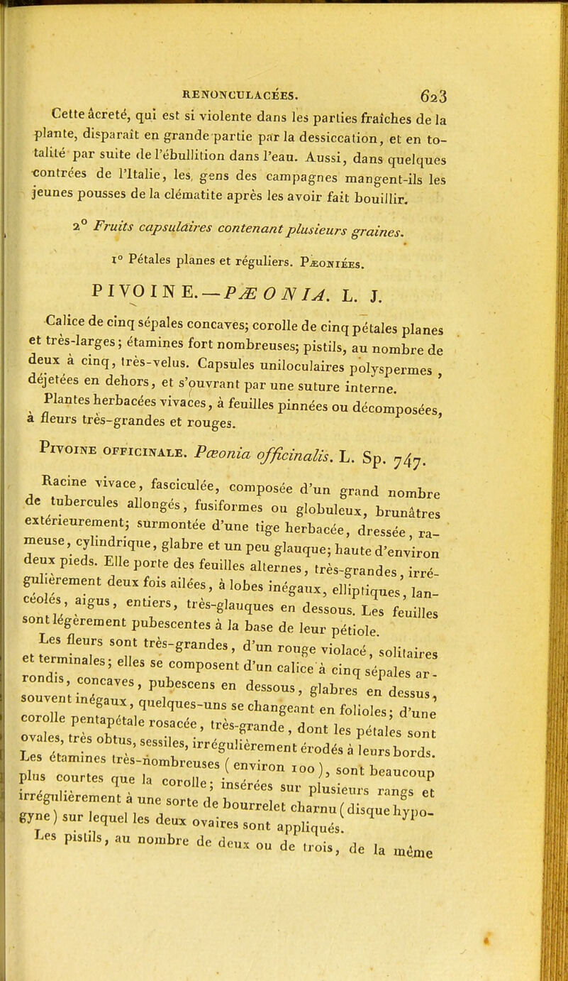 Cette âcreté, qui est si violente dans les parties fraîches de la fiante, disparaît en grande partie par la dessiccation, et en to- talité par suite de l'ébullition dans l'eau. Aussi, dans quelques ■contrées de l'Italie, les, gens des campagnes mangent-ils les jeunes pousses de la clématite après les avoir fait bouillir. 2 Fruits capsulaires contenant plusieurs graines. 1° Pétales planes et réguliers. P^oniées. PIVOINE.-i>J5;(9iV/^. L. J. Calice de cinq sépales concaves; corolle de cinq pétales planes et très-larges; étamines fort nombreuses; pistils, au nombre de deux à cinq, très-velus. Capsules uniloculaires polyspermes déjetées en dehors, et s'ouvrant par une suture interne Plantes herbacées vival^es, à feuilles pinnées ou décomposées, a fleurs très-grandes et rouges. Pivoine officinale. Pœonia officinalis. L. Sp. 747. Radne vivace, fasciculée, composée d'un grand nombre de tubercules allongés, fusiformes ou globuleux, brunâtres extérieurement; surmontée d'une tige herbacée, dressée, ra- meuse, cyhndrique, glabre et un peu glauque; haute d'environ deux pieds. Elle porte des feuilles alternes, très-grandes, irré- gnherement deux fois ailées, à lobes inégaux, elliptiques lan- céolés, aigus, entiers, très-glauques en dessous Les feuilles sont légèrement pubescentes à la base de leur pétiole Les fleurs sont très-grandes, d'un ronge violacé,'solilaires et terminales; elles se composent d'un calice à cinq sépales ar rond, concaves, pubescens en dessous, glabres'end su souvent inégaux, quelques-uns se changeant en folioles • d W ovales très obtus, sessiles, irrégulièrement érodés à leurs bords Les étamines très-nombreuses ( environ xoo ), sont be ucoup phis courtes que la corolle; insérées sur pLieul 11 irrégulièrement à une sorte de hnnrr^lo^ langs et Les pm,h, a„ „o,„bre de dc„, „„ de ,™i„ de la «fe.