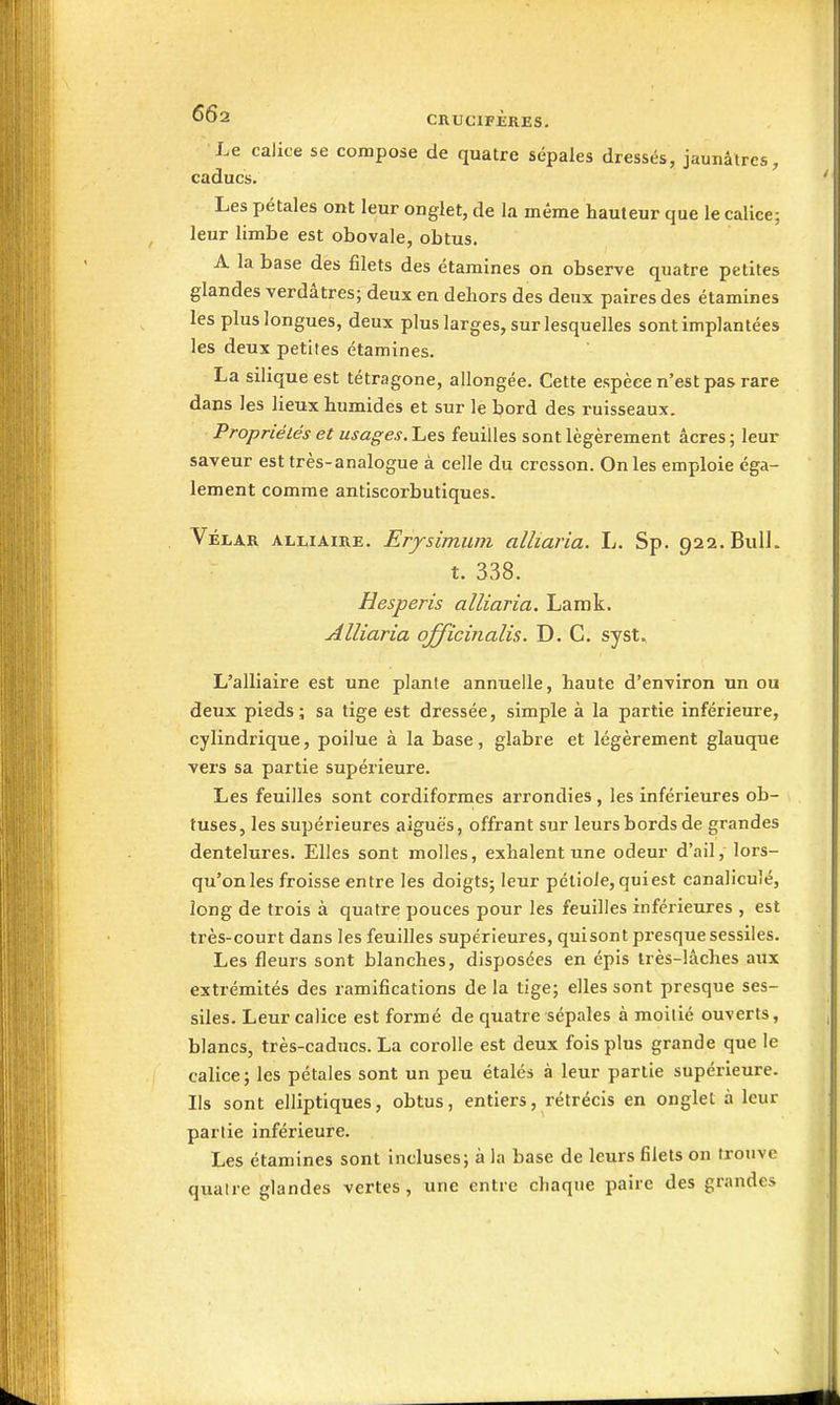 Le calice se compose de quatre sépales dressés, jaunâtres, caducs. Les pétales ont leur onglet, de la même hauteur que le calice; leur limbe est obovale, obtus. A la base des filets des étamines on observe quatre petites glandes verdâtres; deux en dehors des deux paires des étamines les plus longues, deux plus larges, sur lesquelles sont implantées les deux petites étamines. La siliqueest tétragone, allongée. Cette espèce n'est pas rare dans les lieux humides et sur le bord des ruisseaux. Propriétés et usages.Ijes feuilles sont légèrement acres; leur saveur est très-analogue à celle du cresson. On les emploie éga- lement comme antiscorbutiques. Vélar alliaire. Erysimum alliaria. L. Sp. g22.BuIL t. 338. Hesperis alliaria. Lamk. Alliaria officiiialis. D. C. syst., L'alliaire est une plante annuelle, haute d'environ un ou deux pieds; sa tige est dressée, simple à la partie inférieure, cylindrique, poilue à la base, glabre et légèrement glauque vers sa partie supérieure. Les feuilles sont cordiformes arrondies , les inférieures ob- tuses, les supérieures aiguës, offrant sur leurs bords de grandes dentelures. Elles sont molles, exhalent une odeur d'ail, lors- qu'on les froisse entre les doigts; leur pétiole, quiest canaliculé, long de trois à quatre pouces pour les feuilles inférieures , est très-court dans les feuilles supérieures, quisont presque sessiles. Les fleurs sont blanches, disposées en épis très-lâches aux extrémités des ramifications de la tige; elles sont presque ses- siles. Leur calice est formé de quatre sépales à moitié ouverts, blancs, très-caducs. La corolle est deux fois plus grande que le calice; les pétales sont un peu étalés à leur partie supérieure. Ils sont elliptiques, obtus, entiers, rétrécis en onglet à leur partie inférieure. Les étamines sont incluses; à la base de leurs filets on trouve quatre glandes vertes, une entre chaque paire des grandes