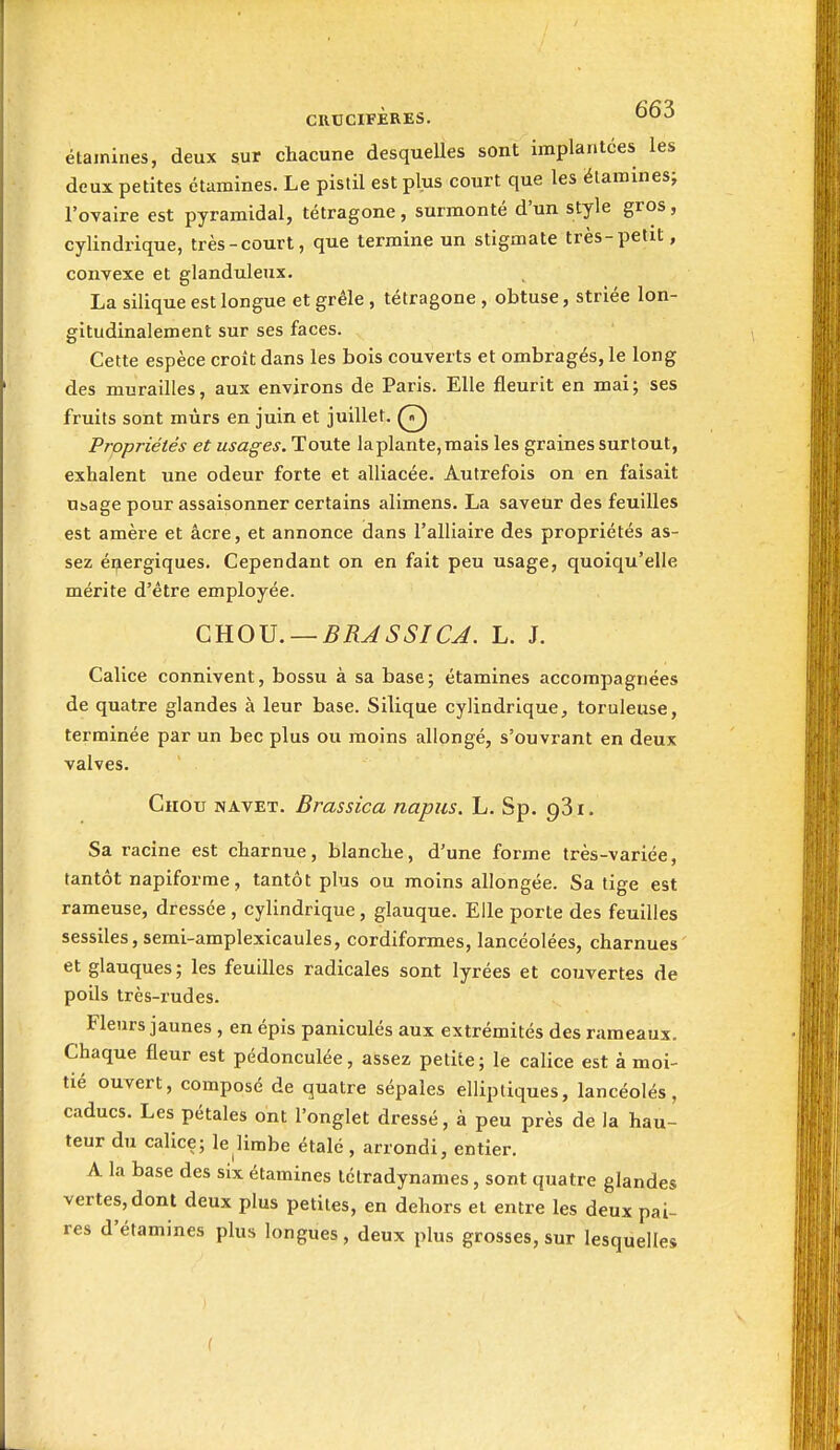 CRtJCIFÈRES. étainines, deux sur chacune desquelles sont implantées les deux petites étumines. Le pistil est plus court que les ëlaraines; l'ovaire est pyramidal, tétragone, surmonté d'un style gros, cylindrique, très-court, que termine un stigmate très-petit, convexe et glanduleux. La silique est longue et grêle , tétragone , obtuse, striée lon- gitudinalement sur ses faces. Cette espèce croît dans les bois couverts et ombragés, le long des murailles, aux environs de Paris. Elle fleurit en mai; ses fruits sont mûrs en juin et juillet. Q Propriétés et usages. Toute laplante,mais les graines surtout, exhalent une odeur forte et alliacée. Autrefois on en faisait Usage pour assaisonner certains alimens. La saveur des feuilles est amère et âcre, et annonce dans l'alliaire des propriétés as- sez éi^ergiques. Cependant on en fait peu usage, quoiqu'elle mérite d'être employée. Q.^O\}. — BRASSICA. L. J. Calice connivent, bossu à sa base; étamines accompagnées de quatre glandes à leur base. Silique cylindrique, toruleuse, terminée par un bec plus ou moins allongé, s'ouvrant en deux valves. Chou navet, Brassica napus. L. Sp. 981. Sa racine est charnue, blanche, d'une forme très-variée, tantôt napiforme, tantôt plus ou moins allongée. Sa tige est rameuse, dressée , cylindrique, glauque. Elle porte des feuilles sessiles, semi-amplexicaules, cordiformes, lancéolées, charnues et glauques; les feuilles radicales sont lyrées et couvertes de poils très-rudes. Fleurs jaunes , en épis paniculés aux extrémités des rameaux. Chaque fleur est pédonculée, assez petite; le calice est à moi- tié ouvert, composé de quatre sépales elliptiques, lancéolés, caducs. Les pétales ont l'onglet dressé, à peu près de la hau- teur du calice; le limbe étalé, arrondi, entier. A la base des six étamines lélradynames, sont quatre glandes vertes, dont deux plus petites, en dehors et entre les deux pai- res d'étamines plus longues, deux plus grosses, sur lesquelles