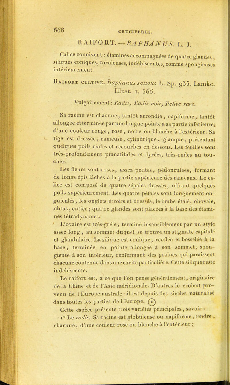 B.AIFORT.— RJPHJNUS. L. J. Calice connivent : étamines accompagnées de quatre glandes siliques coniques, toruleuses, indéhiscentes, comme spongieusol intérieurement. Raifort cultivé. Raphanus sativus L. Sp. gSS. Lamkc. Illust. t. 566. Vulgairement : Radis, Radis noir, Petive rave. Sa racine est charnue, tantôt arrondie, napiforme, tantôt allongée et terminée par une longue pointe à sa partie inférieure} d'une couleur rouge, rose, noire ou blanche à l'extérieur. Sa tige est dressée, rameuse, cylindrique, glauque, présentant quelques poils rudes et recourbés en dessous. Les feuilles sont très-profondément pinnatifides et lyrées, très-rudes au tou- cher. Les fleurs sont roses, assez petites, pédonculées, formant de longs épis lâches à la partie supérieure des rameaux. Le ca- lice est composé de quatre sépales dressés, offrant quelques poils supérieurement. Les quatre pétales sont longuement on- guiculés, les onglets étroits et dressés, le limbe étalé, obovale, obtus, entier ; quatre glandes sont placées à la base des étami- ne^ létradynames. ' L'ovaire est très-grêle, terminé inscnsibkraent par un style assez long , au sommet duquel se trouve un stigmate capitulé et glandulaire. La silique est conique, renflée et bosselée à la base, terminée en pointe allongée à son sommet, spon- gieuse à son intérieur, renfermant des graines qui paraissent chacune contenue dans une cavité particulière. Cette silique reste indéhiscente. Le raifort est, à ce que l'on pense généralement, originaire delà Chine et de l'Asie méridionale. D'autres 1© croient pro- venu de l'Europe australe: il est depuis des siècles naturalisé dans toutes les parties de l'Europe. (7^ Cette espèce présente trois variétés principales, savoir : 1° Le radis. Sa racine est globuleuse ou napiforme, tendre , charnue, d'une couleur rose ou blanche à l'extérieur;.