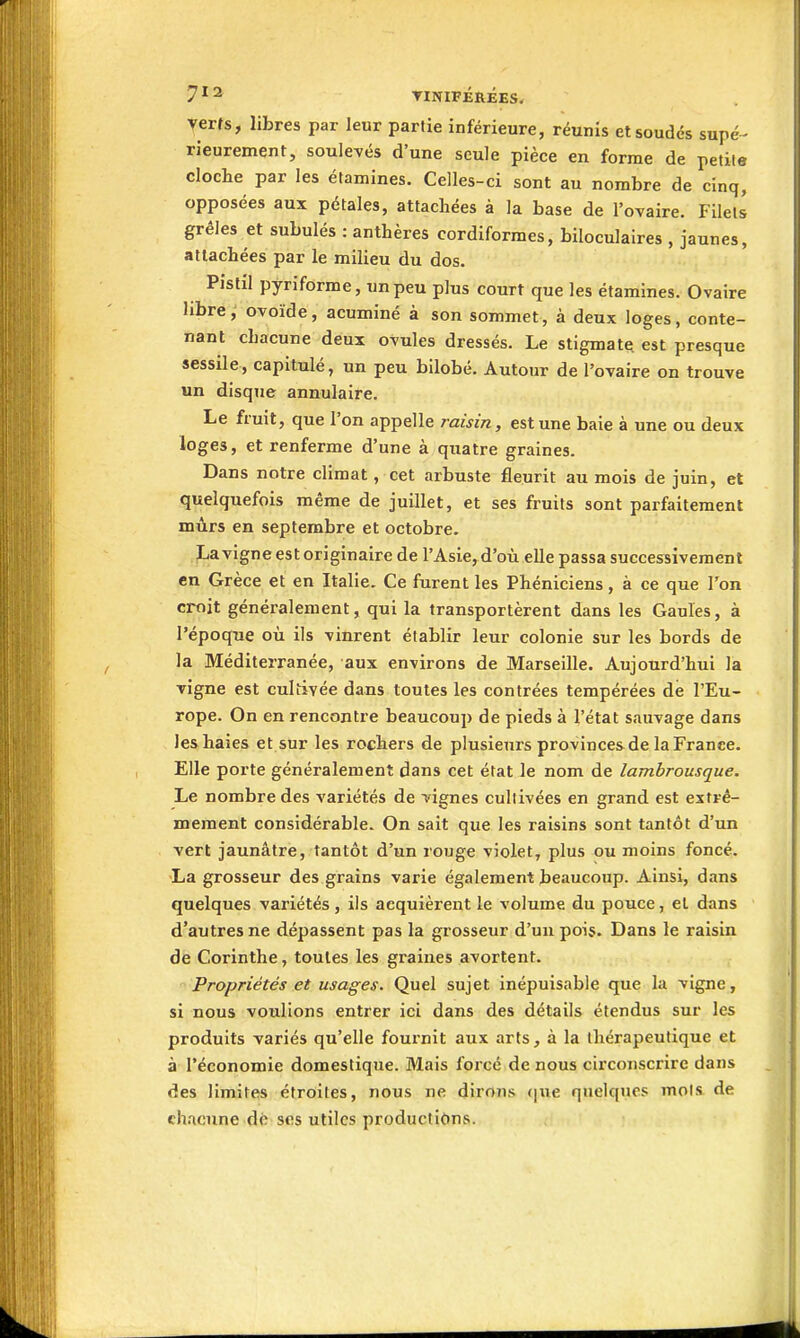 7^2 TINIFÉRÉES, yerts, libres par leur partie inférieure, réunis et soudés supé- rieurement, soulevés d'une seule pièce en forme de petite cloche par les étamines. Celles-ci sont au nombre de cinq, opposées aux pétales, attachées à la base de l'oTaire. Filets grêles et subulés : anthères cordiformes, biloculaires , jaunes, attachées par le milieu du dos. Pistil pyriforme, unpeu plus court que les étamines. Ovaire libre, ovoïde, acuminé à son sommet, à deux loges, conte- nant chacune deux ovules dressés. Le stigmate est presque sessile, capitulé, un peu bilobé. Autour de l'ovaire on trouve un disque annulaire. Le fruit, que l'on appelle raisin, est une baie à une ou deux loges, et renferme d'une à quatre graines. Dans notre climat, cet arbuste fleurit au mois de juin, et quelquefois même de juillet, et ses fruits sont parfaitement mûrs en septembre et octobre. Lavigne est originaire de rAsie, d'où elle passa successivement en Grèce et en Italie. Ce furent les Phéniciens, à ce que Ton croit généralement, qui la transportèrent dans les Gaules, à l'époque où ils vinrent établir leur colonie sur les bords de la Méditerranée, aux environs de Marseille. Aujourd'hui la vigne est cultivée dans toutes les contrées tempérées dé l'Eu- rope. On en rencontre beaucoup de pieds à l'état sauvage dans les haies et sur les rochers de plusieurs provinces de la France. Elle porte généralement dans cet état le nom de lambrousque. Le nombre des variétés de vignes cultivées en grand est extrê- mement considérable. On sait que les raisins sont tantôt d'un vert jaunâtre, tantôt d'un rouge violet, plus ou moins foncé. La grosseur des grains varie également beaucoup. Ainsi, dans quelques variétés, ils acquièrent le volume du pouce, et dans d'autres ne dépassent pas la grosseur d'un pois. Dans le raisin de Corinthe, toutes les graines avortent. Propriétés et usages. Quel sujet inépuisable que la vigne, si nous voulions entrer ici dans des détails étendus sur les produits variés qu'elle fournit aux arts, à la thérapeutique et à l'économie domestique. Mais forcé de nous circonscrire dans des limites étroites, nous ne dirons <|iie quelques mois de chacune dè ses utiles productions.