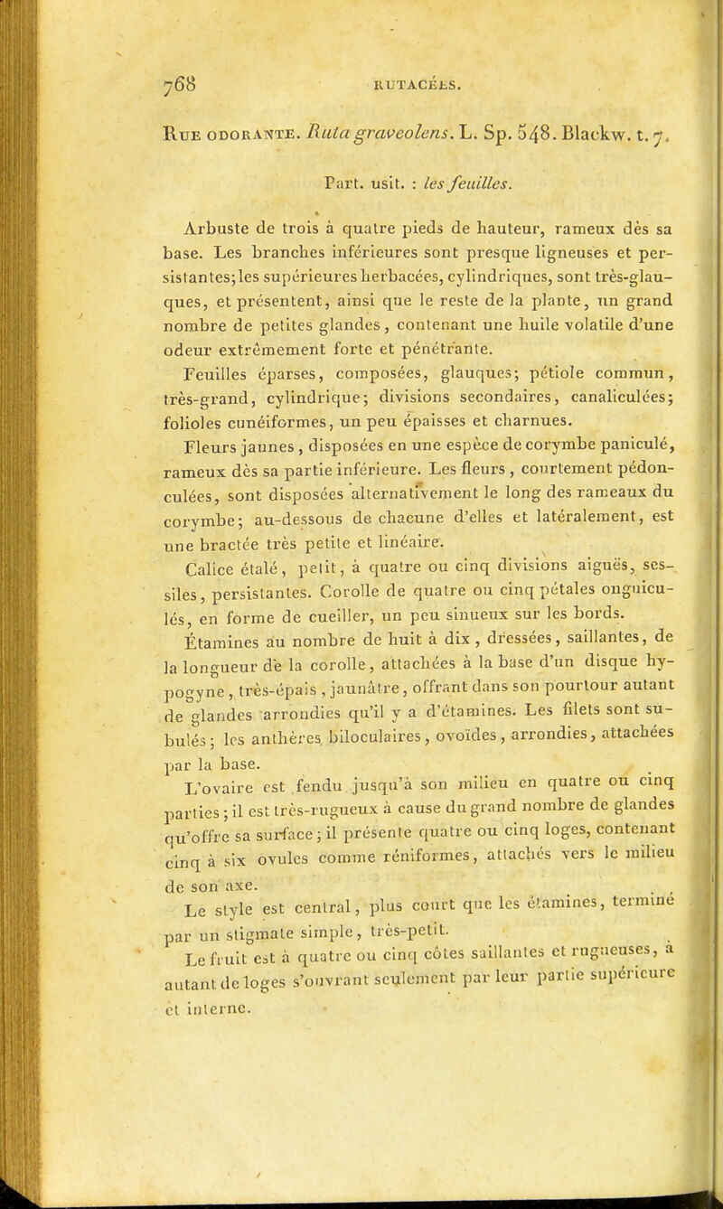 Rue odouante. Ruta gi'avcolens. L. Sp, 548. Blackw. t. 7 = Pai't. uslt. : les feuilles. Arbuste de trois à quatre pieds de hauteur, rameux dès sa base. Les brancbes inférieures sont presque ligneuses et per- sistantes;les supérieures Lerbacées, cylindriques, sont très-glau- ques, et présentent, ainsi que le reste de la plante, un grand nombre de petites glandes, contenant une huile volatile d'une odeur extrêmement forte et pénétrante. Feuilles éparses, composées, glauques; pétiole commun, très-grand, cylindrique; divisions secondaires, canaliculées; folioles cunéiformes, un peu épaisses et charnues. Fleurs jaunes , disposées en une espèce de corymbe panlculé, rameux dès sa partie inférieure. Les fleurs , courtement pédon- culées, sont disposées alternatrvement le long des rameaux du corymbe; au-dessous de chacune d'elles et latéralement, est une bractée très petite et linéaire. Calice étalé, petit, à quatre ou cinq divisions aiguës, ses- siles, persistantes. Corolle de quatre ou cinq pétales onguicu- lés, en forme de cueiller, un peu sinueux sur les bords. Étamines au nombre de huit à dix , dressées, saillantes, de la longueur de la corolle, attachées à la base d'un disque hy- pogyne , très-épais , jaunâtre, offrant dans son pourtour autant de glandes arroudies qu'il y a d'étamines. Les filets sont su- bulés; les anthères, biloculaires, ovoïdes , arrondies, attachées par la base. L'ovaire est fendu jusqu'à son milieu en quatre ou cinq parties ; il est très-rugueux à cause du grand nombre de glandes qu'offre sa surface ; il présente quatre ou cinq loges, contenant cinq à six ovules comme réniformes, attachés vers le milieu de son axe. ^ Le style est central, plus court que les étamines, termine par un stigmate simple, très-petit. Le fruit est à quatre ou cinq côtes saillantes et rugueuses, a autant de loges s'ouvrant seulement par leur partie supérieure et interne.