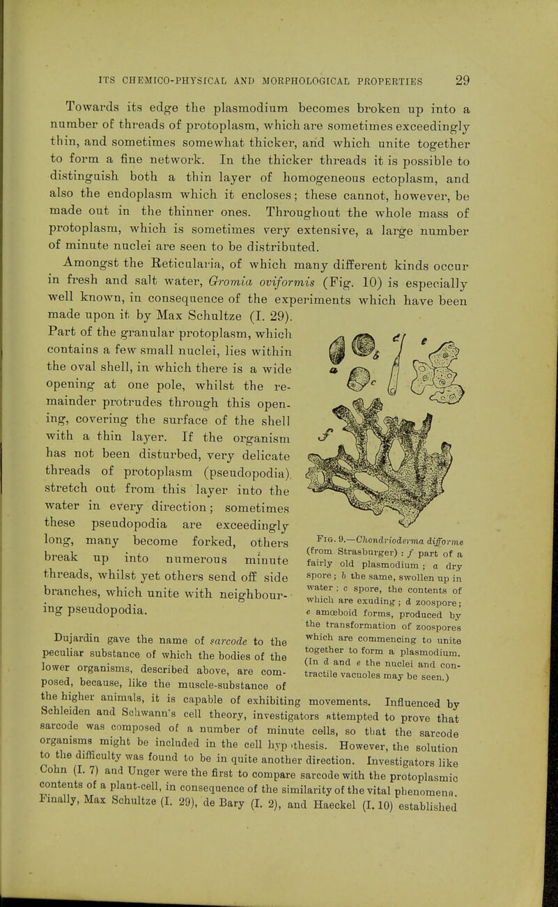 Towards its edge the plasmodium becomes broken up into a number of threads of protoplasm, which are sometimes exceedingly thin, and sometimes somewhat thicker, and which unite together to form a fine network. In the thicker threads it is possible to distinguish both a thin layer of homogeneous ectoplasm, and also the endoplasm which it encloses; these cannot, however, be made out in the thinner ones. Throughout the whole mass of protoplasm, which is sometimes very extensive, a large number of minute nuclei are seen to be distributed. Amongst the Reticulata, of which many different kinds occur in fresh and salt water, Gromia oviformis (Fig. 10) is especially well known, in consequence of the experiments which have been made upon it by Max Schultze (I. 29). Part of the granular protoplasm, which contains a few small nuclei, lies within the oval shell, in which there is a wide opening at one pole, whilst the re- mainder protrudes through this open- ing, covering the surface of the shell with a thin layer. If the organism has not been disturbed, very delicate threads of protoplasm (pseudopodia). stretch out from this layer into the water in every direction; sometimes these pseudopodia are exceedingly long, many become forked, others break up into numerous minute threads, whilst yet others send off side branches, which unite with neighbour- • ing pseudopodia. Fig. 9.—Chondrioderma difforme (from Strasburger) : / part of a fairly old Plasmodium ; a dry spore ; b the same, swollen up in water ; c spore, the contents of which are exuding ; d zoospore; e amceboid forms, produced by the transformation of zoospores which are commencing to unite together to form a Plasmodium. (In d and e the nuclei and con- tractile vacuoles may be seen.) Dujardin gave the name of sarcode to the peculiar substance of which the bodies of the lower organisms, described above, are com- posed, because, like the muscle-substance of the higher animals, it is capable of exhibiting movements. Influenced by Schleiden and Schwann's cell theory, investigators Attempted to prove that sarcode was composed of a number of minute cells, so that the sarcode organisms might be included in the cell hyp .thesis. However, the solution to the difficulty was found to be in quite another direction. Investigators like Cohn (I. 7) and Unger were the first to compare sarcode with the protoplasmic contents of a plant-cell, in consequence of the similarity of the vital phenomena Finally, Max Schultze (I. 29), de Bary (I. 2), and Haeckel (1.10) established