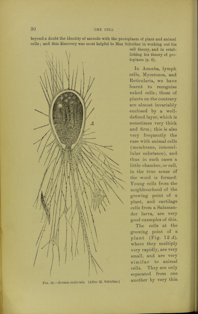 beyond a doubt the identity of sarcode with the protoplasm of plant and animal cells ; and this discovery was most helpful to Max Schultze in working out his cell theory, and in estab- lishing his theory of pro- toplasm (p. 6). In Amoeba, lymph cells, Mycetozoa, and Reticularia, we have learnt to recognise naked cells; those of plants on the contrary are almost invariably enclosed by a well- defined layer, which is sometimes very thick and firm; this is also very frequently the case with animal cells (membrane, intercel- lular substance), and thus in such cases a little chamber, or cell, in the true sense of the word is formed. Young cells from the neighbourhood of the growing point of a plant, and cartilage cells from a Salaman- der larva, are very good examples of this. The cells at the growing point of a plant (Fig. 12 A), whei'e they multiply very rapidly, are very small, aud are very similar to animal cells. They are only separated from one FxG.lO.-Gromiaov./ornus. (After M. Schultze.) another by very thin / / ,.' list; v.y.-. ?///IM\V L Ä\\M I \