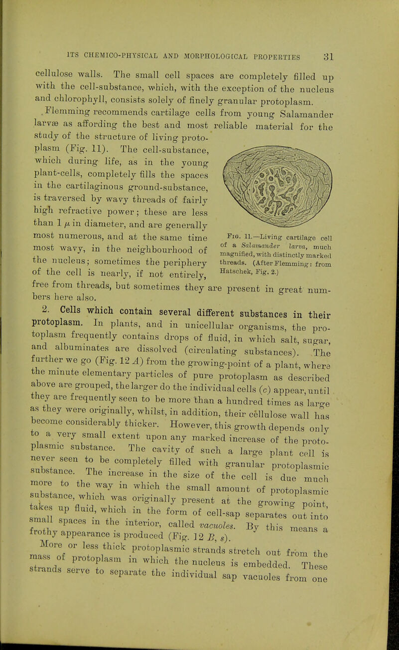 Fig. 11.—Living cartilage cell of a Salamander larva, much magnified, with distinctly marked threads. (After Flemming: from Hatschek, Fig. 2.) cellulose walls. The small cell spaces are completely filled up with the cell-substance, which, with the exception of the nucleus and chlorophyll, consists solely of finely granular protoplasm. . Flemming recommends cartilage cells from young Salamander larva as affording the best and most reliable material for the study of the structure of living proto- plasm (Fig. 11). The cell-substance, which during life, as in the young plant-cells, completely fills the spaces in the cartilaginous ground-substance, is traversed by svavy threads of fairly high refractive power; these are less than 1 fx in diameter, and are generally most numerous, and at the same time most wavy, in the neighbourhood of the nucleus; sometimes the periphery of the cell is nearly, if not entirely, free from threads, but sometimes they are present in great num- bers here also. 2. Cells which contain several different substances in their protoplasm. In plants, and in unicellular organisms, the pro- toplasm frequently contains drops of fluid, in which salt, sugar and albuminates are dissolved (circulating substances) The further we go (Fig. 12 A) from the growing-point of a plant, where the minute elementary particles of pure protoplasm as described above are grouped, the larger do the individual cells (c) appear, until they are frequently seen to be more than a hundred times as We as they were originally, whilst, in addition, their cellulose wall bas become considerably thicker. However, this growth depends only to a very small extent upon any marked increase of the proto plasmic substance. The cavity of such a large plant cell is Zlirn tk bG C°mpletelj fill6d WitH granular P-toplasmic IreTinCreaSe..in °f the Cel1 is duemuch substanCP IT  SmaU am°Unt °f P-toplasmic substance, which was originally present at the growing point takes up fluid which in the form of cell-sap separates &out into mall spaces m the interior, called vacuoles. By this means a frothy appearance is produced (Fig. 12 B s) More or less thick protoplasmic strands stretch out from the mass of protoplasm in which the nucleus is embedded The strands serve to separate the individual sap vacuoles fro I one