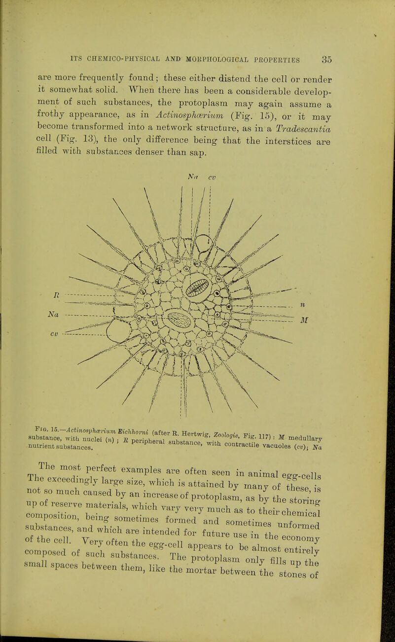 are more frequently found ; these either distend the cell or render it somewhat solid. When there has been a considerable develop- ment of such substances, the protoplasm may again assume a frothy appearance, as in Actinosphcerium (Fig. 15), or it may become transformed into a network structure, as in a Tradescantia cell (Fig. 13), the only difference being that the interstices are filled with substances denser than sap. Nfl cv Na - 11 M Fig. 15.—Actinosphcerium Eiclihorni (nftcv Tf TTo,-fm;~ n , . „ murtmt.ubMmce,. Pe»P«al substance, wah contract!!,, M. <„>. £ eMmpleS are °flen seen in egg-eells The exceedingly large size, which is attained by many of tfese net o mnch cansed by an increase cf protoplasm, as by the storinl up of reserve materials, which vary very mnch a to ffi -II spaces between them, lite the ^t^L