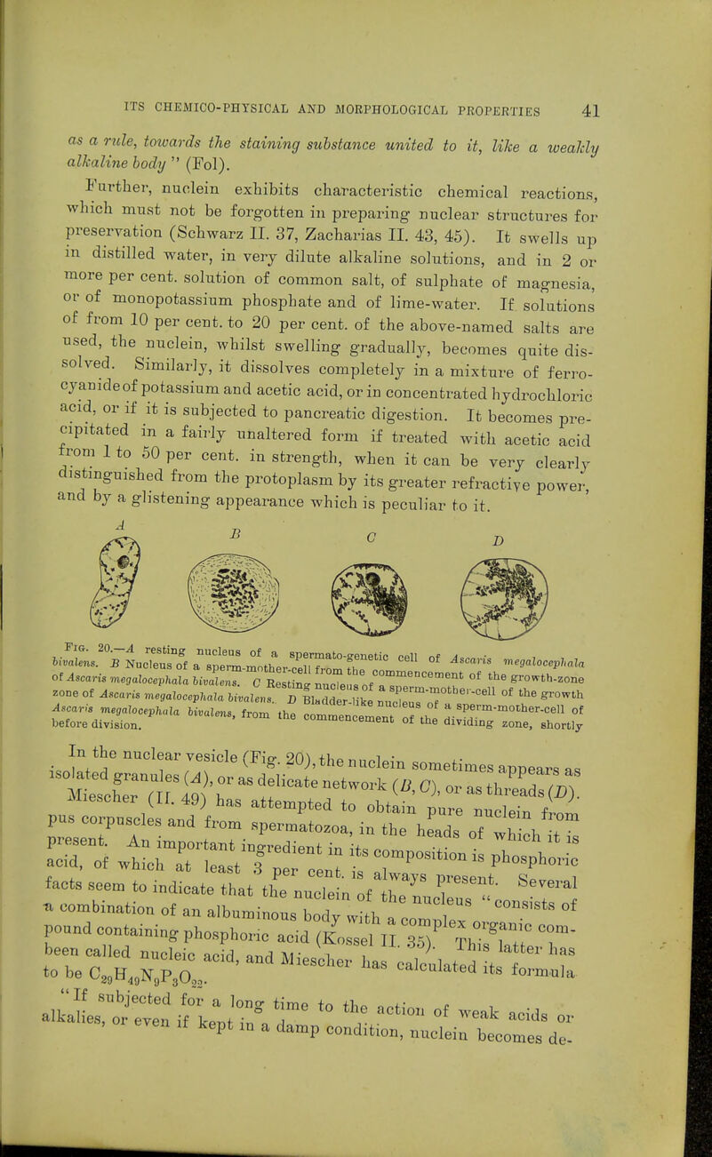 as a rule, towards the staining substance united to it, like a weakly alkaline body  (Fol). Further, nuolein exhibits characteristic chemical reactions, which must not be forgotten in preparing nuclear structures for preservation (Schwarz II. 37, Zacharias II. 43, 45). It swells up m distilled water, in very dilute alkaline solutions, and in 2 or more per cent, solution of common salt, of sulphate of magnesia, or of monopotassium phosphate and of lime-water. If solutions of from 10 per cent, to 20 per cent, of the above-named salts are used, the nuclein, whilst swelling gradually, becomes quite dis- solved. Similarly, it dissolves completely in a mixture of ferro- cyamde of potassium and acetic acid, or in concentrated hydrochloric acid, or if it is subjected to pancreatic digestion. It becomes pre- cipitated in a fairly unaltered form if treated with acetic acid from 1 to 50 per cent, in strength, when it can be very clearly distinguished from the protoplasm by its greater refractive power and by a glistening appearance which is peculiar to it. A B D -Ii of M megalocephala otAscarisnegalocevnalalivalens. C Re tinJ nul u of mm6DCement °f growth-zone zone of A*** megalocepllala uJr^ TbiZI^I JZTT^ ^ Ascaris megaloceph.da Uvalms from th» ~ H sPei-m-m°ther-cell of before division. *  ™ commencement of the dividing zone, shortly In the nuclear yesiele (Fig. 20),the nuclein sometimes apoears a, pound containingphosphorio aoic[ (Z^Ull^ V^T T been called nucleic acid ™A v i > h,s Iatter has *o be <VWX S 8 °al0Ulated HS f°rMla if:*0 dme *° aCti° °f ™k » % even ,f kept m a damp condit.on, nuclein becomes de-