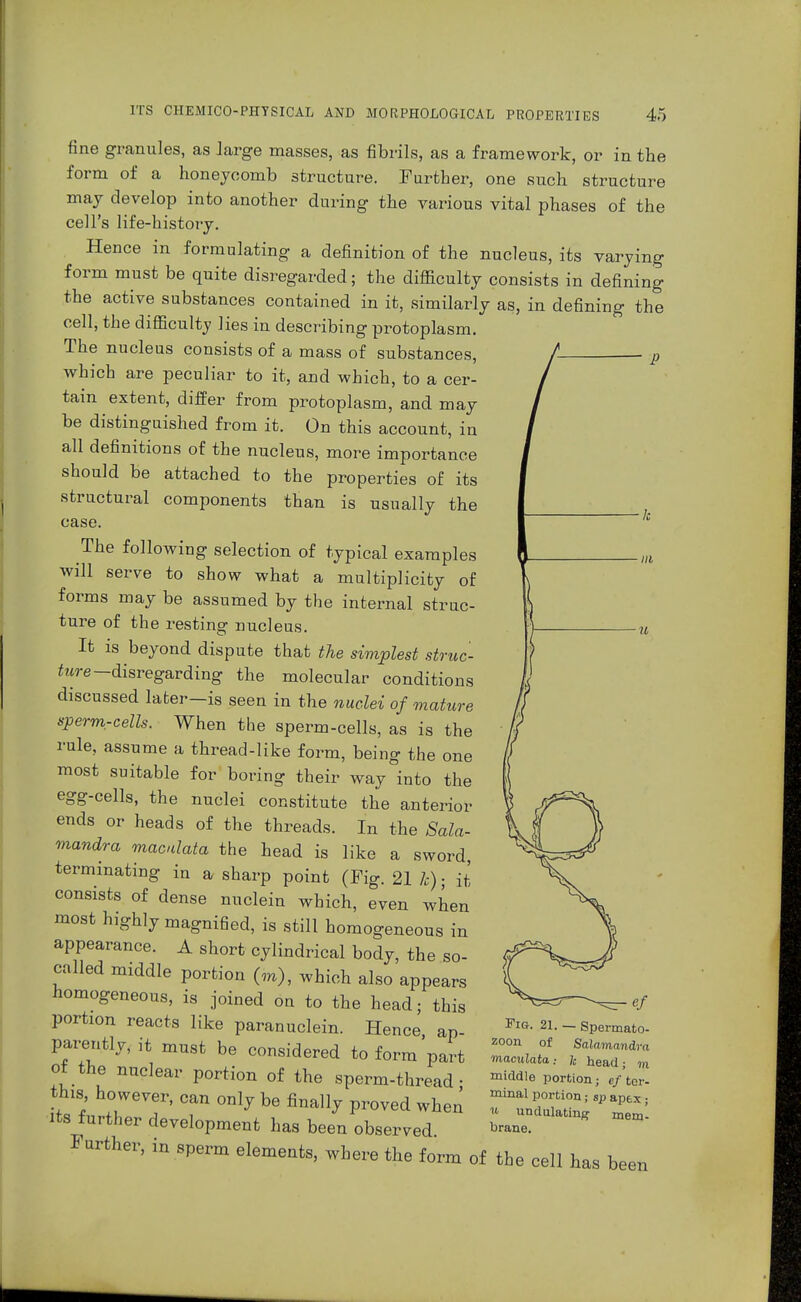 fine granules, as large masses, as fibrils, as a framework, or in the form of a honeycomb structure. Further, one such structure may develop into another during the various vital phases of the cell's life-history. Hence in formulating a definition of the nucleus, its varying form must be quite disregarded; the difficulty consists in defining the active substances contained in it, similarly as, in defining the cell, the difficulty lies in describing protoplasm. The nucleus consists of a mass of substances, which are peculiar to it, and which, to a cer- tain extent, differ from protoplasm, and may be distinguished from it. On this account, in all definitions of the nucleus, more importance should be attached to the properties of its structural components than is usually the case. The following selection of typical examples will serve to show what a multiplicity of forms may be assumed by the internal struc- ture of the resting nucleus. It is beyond dispute that the simplest struc- ture-disregarding the molecular conditions discussed later-is seen in the nuclei of mature sperm-cells. When the sperm-cells, as is the rule, assume a thread-like form, being the one most suitable for boring their way into the egg-cells, the nuclei constitute the anterior ends or heads of the threads. In the Sala- mandra maculata the head is like a sword, terminating in a sharp point (Fig. 21 h) • it consists of dense nuclein which, even when most highly magnified, is still homogeneous in appearance. A short cylindrical body, the so- called middle portion (m), which also appears homogeneous, is joined oa to the head; this portion reacts like paranuclein. Hence, ap- parently, it must be considered to form part of the nuclear portion of the sperm-thread- this, however, can only be finally proved when its further development has been observed arther, in sperm elements, where the form of the cell has been Fig. 21. — Spermato- zoon of Salamandra rnacidata: h head; m middle portion; ef ter- minal portion; sp aptx • « undulating mem- brane.