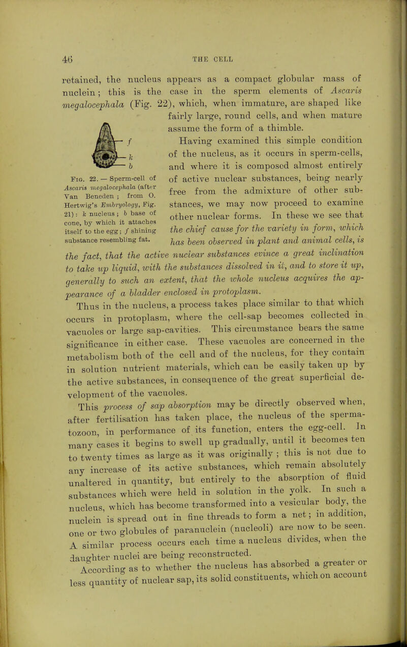 retained, the nucleus appears as a compact globular mass of nuclein; this is the case in the sperm elements of Ascaris megalocephala (Fig. 22), which, when immature, are shaped like fairly large, round cells, and when mature assume the form of a thimble. Having examined this simple condition of the nucleus, as it occurs in sperm-cells, and where it is composed almost entirely Fig. 22. — Sperm-ceil of Gf active nuclear substances, being nearly AscaHo megalocephala (after f fa admixture of otner Sub- Van Beneden ; from O. Hertwig's Embryology, Fig. stances, we may now proceed to examine 21): k nucleus; b base of otter nuc]ear forms. In these we see that cone, by which it attaches , . itself to the egg; / shining the chief cause for the variety m form, winch substance resembling fat. ^as oeen observed in plant and animal cells, is the fact, that the active nuclear substances evince a great inclination to take up liquid, with the substances dissolved in it, and to store it up, generally to such an extent, that the whole nucleus acquires the ap- pearance of a bladder enclosed in protoplasm. Thus in the nucleus, a process takes place similar to that which occurs in protoplasm, where the cell-sap becomes collected in vacuoles or large sap-cavities. This circumstance bears the same significance in either case. These vacuoles are concerned in the metabolism both of the cell and of the nucleus, for they contain in solution nutrient materials, which can be easily taken up by the active substances, in consequence of the great superficial de- velopment of the vacuoles. This process of sap absorption may be directly observed when, after fertilisation has taken place, the nucleus of the sperma- tozoon in performance of its function, enters the egg-cell. In many cases it begins to swell up gradually, until it becomes ten to twenty times as large as it was originally ; this is not due to any increase of its active substances, which remain absolutely unaltered in quantity, but entirely to the absorption of fluid substances which were held in solution in the yolk. In such a nucleus which has become transformed into a vesicular body, the nuclein'is spread out in fine threads to form a net; in addition, one or two globules of paranuclei (nucleoli) are now to be seen. A similar process occurs each time a nucleus divides, when the dauo-hter nuclei are being reconstructed. According as to whether the nucleus has absorbed a greater or less quantity of nuclear sap, its solid constituents, which on account