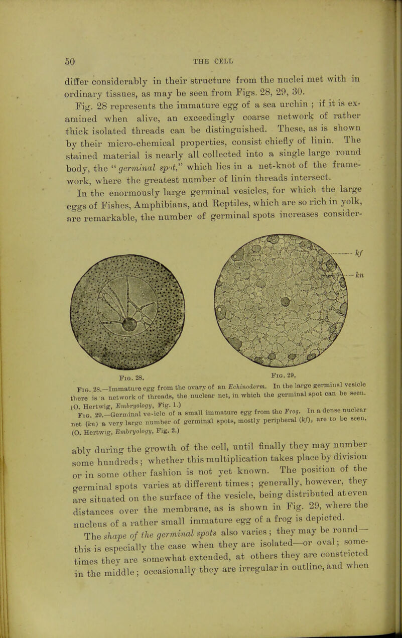 differ considerably in their structure from the nuclei met with in ordinary tissues, as may be seen from Figs. 28, 29, 30. Fig. 28 represents the immature egg of a sea urchin ; if it is ex- amined when alive, an exceedingly coarse network of rather thick isolated threads can be distinguished. These, as is shown by their micro-chemical properties, consist chiefly of hnin. The stained material is nearly all collected into a single large round body, the  germinal sp»t which lies in a net-knot of the frame- work, where the greatest number of linin threads intersect. In the enormously large germinal vesicles, for which the large eggs of Fishes, Amphibians, and Reptiles, which are so rich in yolk, nre remarkable, the number of germinal spots increases consider- kn Fig. 28. Fio.29. Fig 28 -Immature egg from the ovary of an Echinodcrm. In the large germinnl vesicle there'is a network of threads, the nuclear net, in which the germinal spot can be seen. (O. Hertwig, Embryology, Fig. 1.) . F,g 29.-Germin.vl ve-icle of a small immnture egg from the Frog. In a dense nuclear net (kn) a very large number of germinal spots, mostly peripheral (fc/), are to be seen. (O. Hertwig, Embryology, Fig. 2.) ably during the growth of the cell, until finally they may number some hundreds ; whether this multiplication takes place by division or in some other fashion is not yet known. The position of the (Terminal spots varies at different times ; generally, however, they are situated on the surface of the vesicle, being distributed at even distances over the membrane, as is shown in Fig. 29, where the nucleus of a rather small immature egg of a frog is depicted. The shape of the germinal spots also varies ; they may be ronnd- this is especially the case when they are isolated-or oval; some- times they are somewhat extended, at others they are constricted in the middle ; occasionally they are irregular m outline, and when