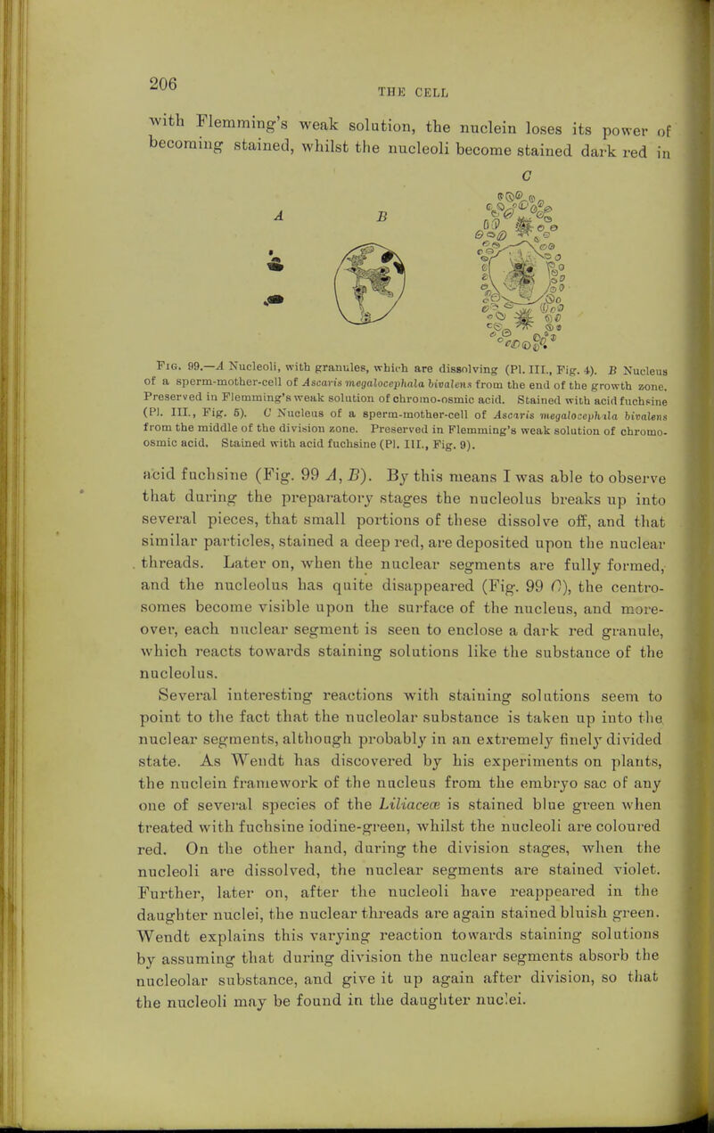 THE CELL with Flemming's weak solution, the nuclein loses its power of becoming stained, whilst the nucleoli become stained dark red in B e> - %0 Fig. 99.-4 Nucleoli, with granules, which are dissolving (PI. III., Fig. 4). B Nucleus of a sperm-mother-cell of ^scan's megaloccphala. bivalent from the end of the growth zone. Preserved in Flemming's weak solution of chromo-osmic acid. Stained with acid fucheine (PI. III., Fig. 6). 0 Nucleus of a sperm-mother-cell of Ascitis viegaloce)>hila bivalens from the middle of the division zone. Preserved in Flemming's weak solution of chromo- osmic acid. Stained with acid fuchsine (PI. III., Fig. 9). acid fuchsine (Fig. 99 A, B). By this means I was able to observe that during the preparatory stages the nucleolus breaks up into several pieces, that small portions of these dissolve off, and that similar particles, stained a deep red, are deposited upon the nuclear threads. Later on, when the nuclear segments are fully formed, and the nucleolus has quite disappeared (Fig. 99 0), the centro- somes become visible upon the surface of the nucleus, and more- over, each nuclear segment is seen to enclose a dark red granule, which reacts towards staining solutions like the substance of the nucleolus. Several interesting reactions with staining solutions seem to point to the fact that the nucleolar substance is taken up into the nuclear segments, although probably in an extremely finely divided state. As Wendfc has discovered by his experiments on plants, the nuclein framework of the nucleus from the embryo sac of any one of several species of the Liliacece is stained blue green when treated with fuchsine iodine-green, whilst the nucleoli are coloured red. On the other hand, during the division stages, when the nucleoli are dissolved, the nuclear segments are stained violet. Further, later on, after the nucleoli have reappeared in the daughter nuclei, the nuclear threads are again stained bluish green. Wendt explains this varying reaction towards staining solutions by assuming that during division the nuclear segments absorb the nucleolar substance, and give it up again after division, so that the nucleoli may be found in the daughter nuclei.