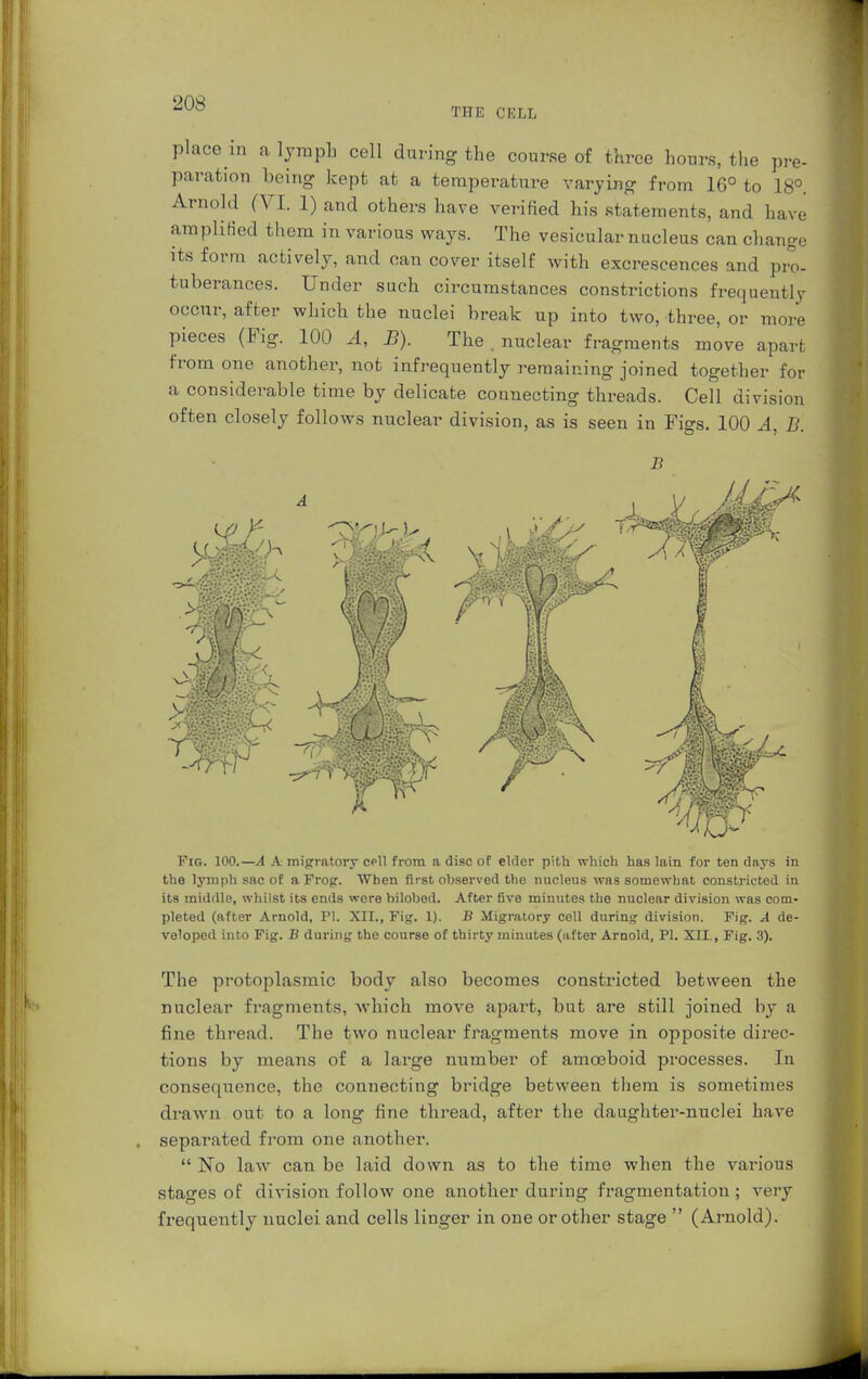 -US THE CELL place in a lymph cell during the course of three hours, the pre- paration being kept at a temperature varying from 16° to 18°. Arnold (VI. 1) and others have verified his statements, and have amplified them in various ways. The vesicular nucleus can change Its form actively, und can cover itself with excrescences and pre- tuberances. Under such circumstances constrictions frequently occur, after which the nuclei break up into two, three, or more pieces (Fig. 100 A, B). The . nuclear fragments move apart from one another, not infrequently remaining joined together for a considerable time by delicate connecting threads. Cell division often closely follows nuclear division, as is seen in Figs. 100 A, B. B I Fig. 100.—A A migratory cpII from a disc of elder pith which has lain for ten days in the lymph sac of a Frog. When first observed the nucleus was somewhat constricted in its middle, whilst its ends were hilobed. After five minutes the nuclear division was com- pleted (after Arnold, PI. XII., Fig. 1). B Migratory cell during division. Fig. A de- veloped into Fig. B during the course of thirty minutes (after Arnold, PI. XII., Fig. 3). The protoplasmic body also becomes constricted between the nuclear fragments, which move apart, but are still joined by a fine thread. The two nuclear fragments move in opposite direc- tions by means of a large number of amoeboid processes. In consequence, the connecting bridge between them is sometimes drawn out to a long fine thread, after the daughter-nuclei have separated from one another.  No law can be laid down as to the time when the various stages of division follow one another during fragmentation ; very frequently nuclei and cells linger in one or other stage  (Arnold).