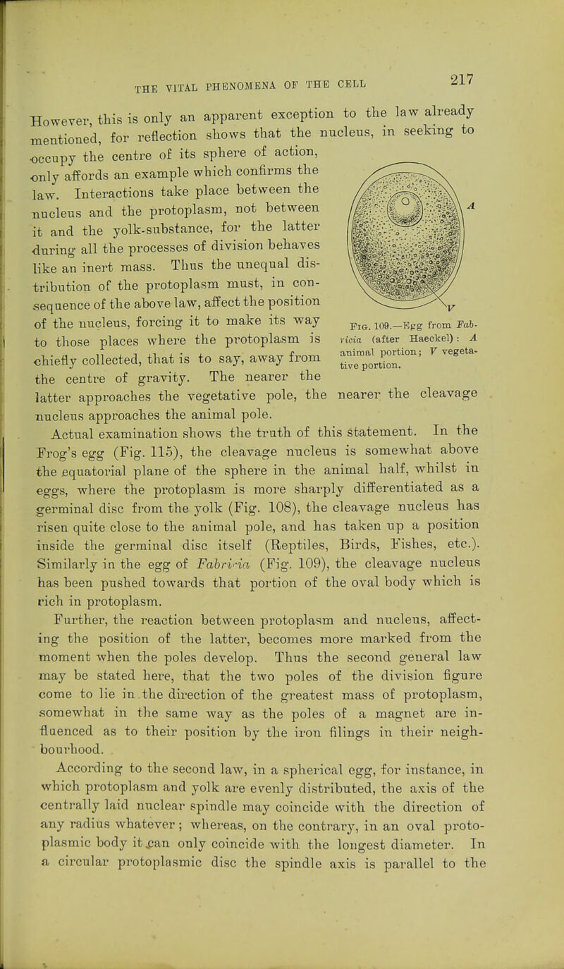 Fig. 109.—Epg from Fab- ricia (after Haeckel) : A animal portion; V vegeta- tive portion. However, this is only an apparent exception to the law already mentioned, for reflection shows that the nnclens, in seeking to occupy the centre of its sphere of action, only affords an example which confirms the law. Interactions take place between the nucleus and the protoplasm, not between it and the yolk-substance, for the latter during all the processes of division behaves like an inert mass. Thus the unequal dis- tribution of the protoplasm must, in con- sequence of the above law, affect the position of the nucleus, forcing it to make its way to those places where the protoplasm is chiefly collected, that is to say, away from the centre of gravity. The nearer the latter approaches the vegetative pole, the nearer the cleavage nucleus approaches the animal pole. Actual examination shows the truth of this statement. In the Frog's egg (Fig. 115), the cleavage nucleus is somewhat above the .equatorial plane of the sphere in the animal half, whilst in eggs, where the protoplasm is more sharply differentiated as a germinal disc from the yolk (Fig. 108), the cleavage nncleus has risen quite close to the animal pole, and has taken up a position inside the germinal disc itself (Reptiles, Birds, Fishes, etc.). Similarly in the egg of Fabrina (Fig. 109), the cleavage nucleus has been pushed towards that portion of the oval body which is rich in protoplasm. Further, the reaction between protoplasm and nucleus, affect- ing the position of the latter, becomes more marked from the moment when the poles develop. Thus the second general law may be stated here, that the two poles of the division figure come to lie in the direction of the greatest mass of protoplasm, somewhat in the same way as the poles of a magnet are in- fluenced as to their position by the iron filings in their neigh- bourhood. According to the second law, in a spherical egg, for instance, in which protoplasm and yolk are evenly distributed, the axis of the centrally laid nuclear spindle may coincide with the direction of any radius whatever ; whereas, on the contrary, in an oval proto- plasmic body it fan only coincide with the longest diameter. In a circular protoplasmic disc the spindle axis is parallel to the