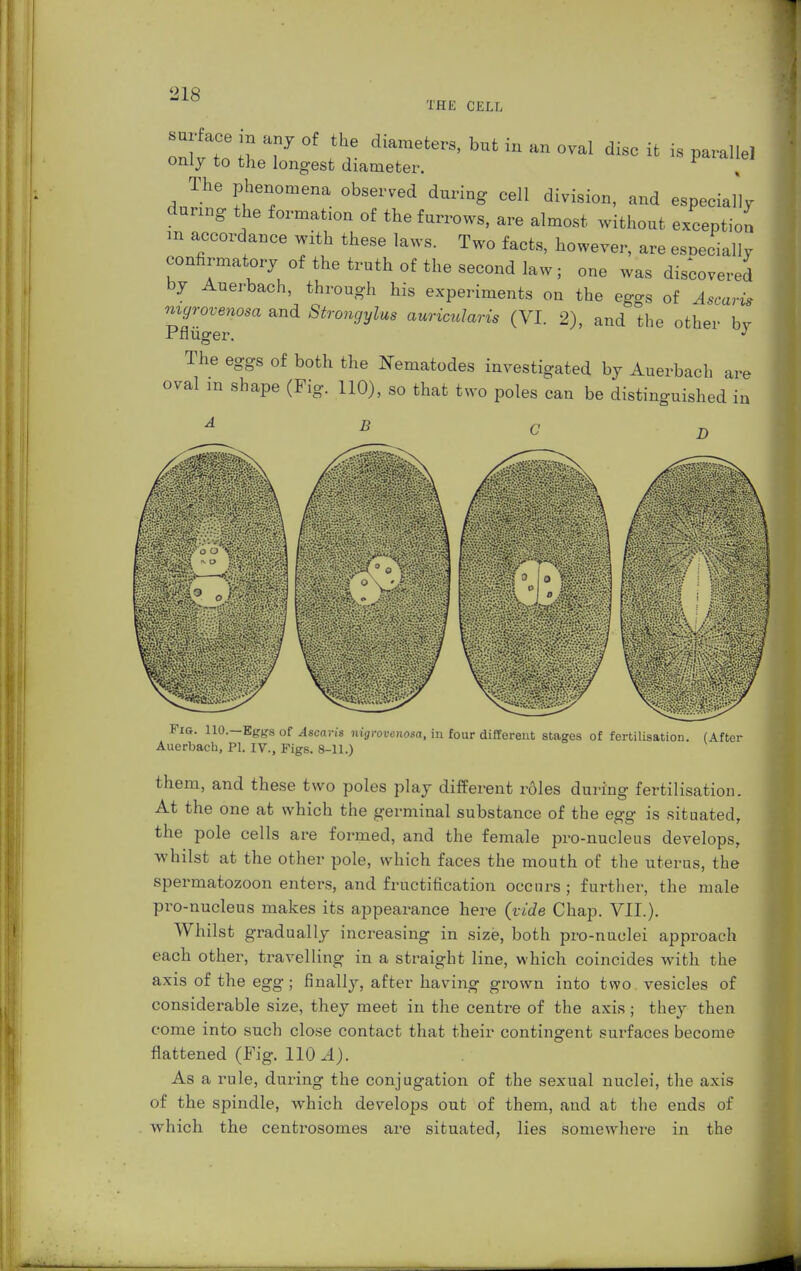 THE CELL only to the longest diameter. The phenomena observed during cell division, and especially daring the formation of the furrows, are almost without exception m accordance with these laws. Two facts, however, are esoecially confirmatory of the truth of the second law; one was discovered by Auerbach, through his experiments on the eggs of Ascarut mgrovenosa and Strongylus auricularis (VI. 2), and the other bv Pflüger. J The eggs of both the Nematodes investigated by Auerbach are oval in shape (Fig. 110), so that two poles can be distinguished in Fig. 110.—Eggs of Ascaris nigrovcnosa, in four different stages of fertilisation. (After Auerbach, PI. IV., Figs. 8-11.) them, and these two poles play different roles during fertilisation. At the one at which the germinal substance of the egg is situated, the pole cells are formed, and the female pro-nucleus develops, whilst at the other pole, which faces the mouth of the uterus, the spermatozoon enters, and fructification occurs ; further, the male pro-nucleus makes its appearance here (vide Chap. VII.). Whilst gradually increasing in size, both pro-nuclei approach each other, travelling in a straight line, which coincides with the axis of the egg; finally, after having grown into two vesicles of considerable size, they meet in the centre of the axis; they then come into such close contact that their contingent surfaces become flattened (Fig. 110.1). As a rule, during the conjugation of the sexual nuclei, the axis of the spindle, which develops out of them, and at the ends of which the centrosomes are situated, lies somewhere in the