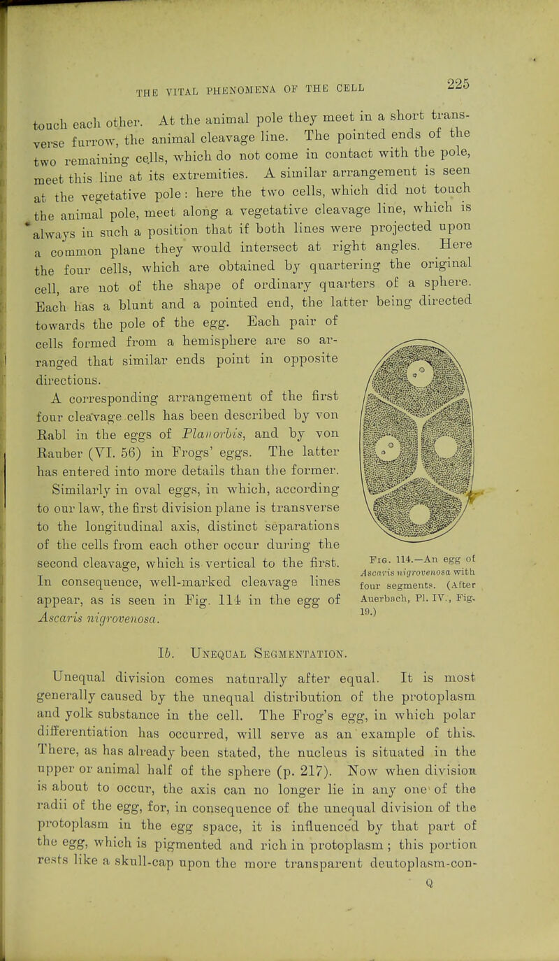 touch each other. At the animal pole they meet in a short trans- verse farrow, the animal cleavage line. The pointed ends of the two remaining cells, which do not come in contact with the pole, meet this line at its extremities. A similar arrangement is seen at the vegetative pole: here the two cells, which did not touch the animal pole, meet along a vegetative cleavage line, which is 'always in such a position that if both lines were projected upon a common plane they would intersect at right angles. Here the four cells, which are obtained by quartering the original cell, are not of the shape of ordinary quarters of a sphere. Each has a blunt and a pointed end, the latter being directed towards the pole of the egg. Each pair of cells formed from a hemisphere are so ar- ranged that similar ends point in opposite directions. A corresponding arrangement of the first four cleavage cells has been described by von Rabl in the eggs of Planorbis, and by von Rauber (VI. 56) in Frogs' eggs. The latter has entered into more details than the former. Similarly in oval eggs, in which, according to our law, the first division plane is transverse to the longitudinal axis, distinct separations of the cells from each other occur during the second cleavage, which is vertical to the first. In consequence, well-marked cleavage lines appear, as is seen in Fig. 114 in the egg of Ascaris nigrovenosa. Fig. 114.—An egg of Ascaris nigrovenosa with four segments. (Alter Auerbach, PI. IV., Fig. 19.) lb. Unequal Segmentation. Unequal division comes naturally after equal. It is most generally caused by the unequal distribution of the protoplasm and yolk substance in the cell. The Frog's egg, in which polar differentiation has occurred, will serve as an example of this. There, as has already been stated, the nucleus is situated in the upper or animal half of the sphere (p. 217). Now when division- is about to occur, the axis can no longer lie in any one of the radii of the egg, for, in consequence of the unequal division of the protoplasm in the egg space, it is influenced by that part of the egg, which is pigmented and rich in protoplasm ; this portion rests like a sknll-cap upon the more transparent deutoplasm-con-