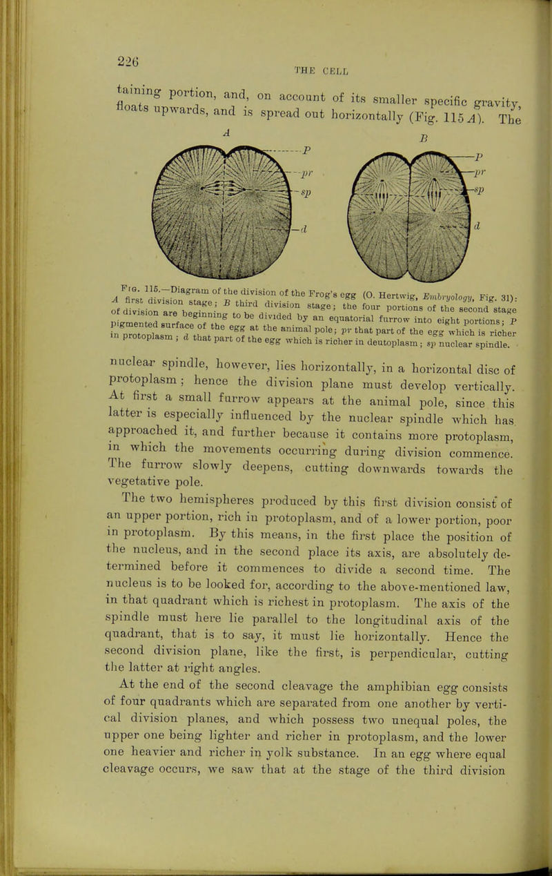 220 THE CELL taming portion, and, on account of its smaller specific gravity floats upwards, and is spread out horizontally (Fig. 115/). The B of division I s •' J °n Stage; tbe fonr '}ortion8 of ^ second stage rtmZS f begiriDg t0be divlded by an equatorial furrow into eight portions- P «r^l™ ?gg rthe animai po,e; pr that part °f *• ™^ ^ protoplasm , d that part of the egg which is richer in deutoplasm; sV nuclear spindle. nuclear spindle, however, lies horizontally, in a horizontal disc of protoplasm; hence the division plane must develop vertically. At first a small furrow appears at the animal pole, since this latter is especially influenced by the nuclear spindle which has approached it, and further because it contains more protoplasm, in whicb the movements occurring during division commence. The furrow slowly deepens, cutting downwards towards the vegetative pole. The two hemispheres produced by this first division consist of an upper portion, rich in protoplasm, and of a lower portion, poor in protoplasm. By this means, in the first place the position of the nucleus, and in the second place its axis, are absolutely de- termined before it commences to divide a second time. The nucleus is to be looked for, according to the above-mentioned law, in that quadrant which is richest in protoplasm. The axis of the spindle must here lie parallel to the longitudinal axis of the quadrant, that is to say, it must lie horizontally. Hence the second division plane, like the first, is perpendicular, cutting the latter at right angles. At the end of the second cleavage the amphibian egg consists of four quadrants which are separated from one another by verti- cal division planes, and which possess two unequal poles, the upper one being lighter and richer in protoplasm, and the lower one heavier and richer in yolk substance. In an egg where equal cleavage occurs, we saw that at the stage of the third division