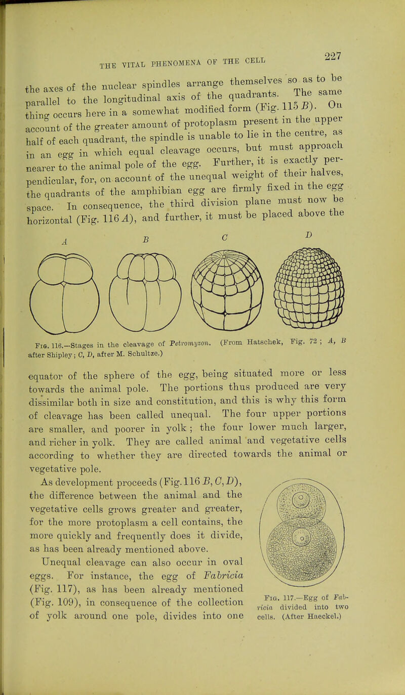 THE VITAL PHENOMENA OV THE CELL the axes of the nuclear spindles arrange themselves sc, as to be parallel to the longitndinal axis of the quadrants The same Thin, oecars here in a somewhat modified form (Fig. 118 B). On le onnt of the greater amount of protoplasm present » the upper Zof each quLant, the spindle is nnable to lie in the centre, as in an eg. in which eqnal eleavage oeeurs, but must approach nearer to the animal pole of the egg. Further, it » exactly per- l ndicular, for, on account of the unequal weight of then- halves, The qnadrants of the amphibian egg are firmly fixed m the egg space. In consequence, the third division plane must now be horizontal (Fig. 116.1), and further, it must be placed above the B C V Fis. I16.-Stages in the cleavage of Petromyzon. (From Hatschek, Fig. 72 ; A, U after Shipley; C, D, after M. Schultze.) equator of the sphere of the egg, being situated more or less towards the animal pole. The portions thus produced are verj dissimilar both in size and constitution, and this is why this form of cleavage has been called unequal. The four upper portions are smaller, and poorer in yolk ; the four lower much larger, and richer in yolk. They are called animal and vegetative cells according to whether they are directed towards the animal or vegetative pole. As development proceeds (Pig. 116 B, C, D), the difference between the animal and the vegetative cells grows greater and greater, for the more protoplasm a cell contains, the more quickly and frequently does it divide, as has been already mentioned above. Unequal cleavage can also occur in oval eggs. For instance, the egg of Fabricia (Pig. 117), as has been already mentioned (Fig. 109), in consequence of the collection of yolk around one pole, divides into one Fig. 117.—Egg of Fah- ricia divided into two cells. (After Haeckel.)