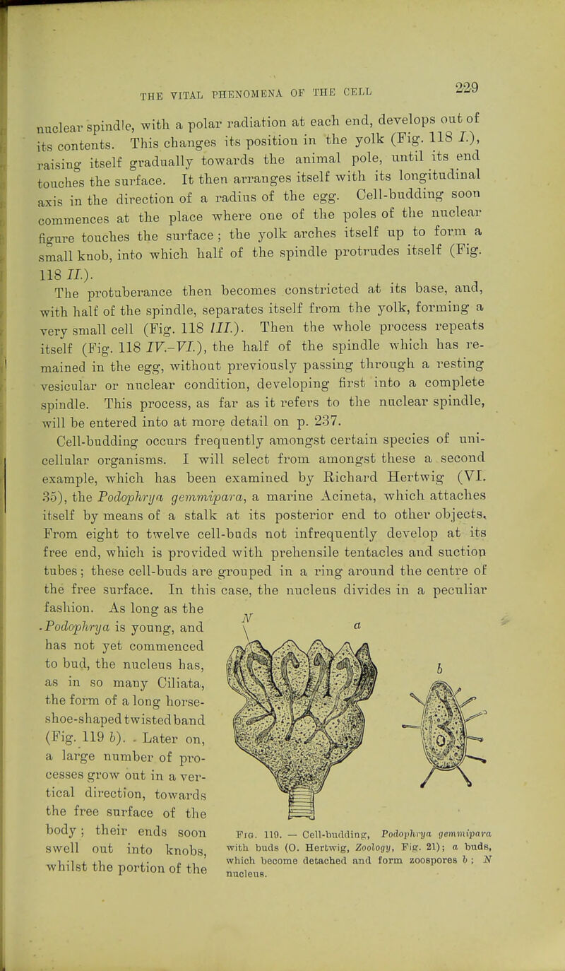 nuclear spindle, with a polar radiation at each end, develops out of its contents. This changes its position in the yolk (Fig. 118 I.), raising itself gradually towards the animal pole, until its end touches the surface. It then arranges itself with its longitudinal axis in the direction of a radius of the egg. Cell-budding soon commences at the place where one of the poles of the nuclear figure touches the surface ; the yolk arches itself up to form a small knob, into which half of the spindle protrudes itself (Fig. 118 IL). The protuberance then becomes constricted at its base, and, with half of the spindle, separates itself from the yolk, forming a very small cell (Fig. 118 III.). Then the whole process repeats itself (Fig. 118 IV.-VL), the half of the spindle which has re- mained in the egg, without previously passing through a resting vesicular or nuclear condition, developing first into a complete spindle. This process, as far as it refers to the nuclear spindle, will be entered into at more detail on p. 237. Cell-budding occurs frequently amongst certain species of uni- cellular organisms. I will select from amongst these a second example, which has been examined by Richard Hertwig (VI. 35), the Podophryn gemmipara, a marine Acineta, which attaches itself by means of a stalk at its posterior end to other objects. From eight to twelve cell-bads not infrequently develop at its free end, which is provided with prehensile tentacles and suction tubes; these cell-buds are grouped in a ring around the centre of the free surface. In this case, the nucleus divides in a peculiar fashion. As long as the ■ Podophrya is young, and has not yet commenced to bud, the nucleus has, as in so many Ciliata, the form of a long horse- shoe-shaped twisted band (Fig. 119 b). . Later on, a large number of pro- cesses grow out in a ver- tical direction, towards the free surface of the body ; their ends soon Fig. 110. — Cell-lradding, Podophrya gemmipara swell Out into knobs with buds (°* HertwiS. Zoology, Fig. 21); a buds, ii ,. „ which become detached and form zoospores b ; N whilst the portion of the nucleu8.