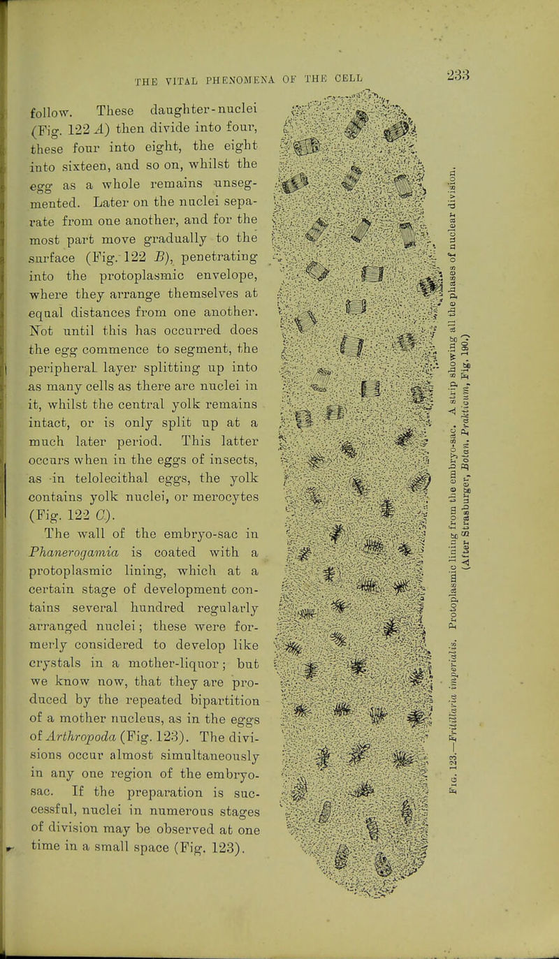 follow. These daughter-nuclei ,0r^B^ß^^k (Fig. 122^1) then divide into four, ^ these four into eight, the eight tfjg v into sixteen, and so on, whilst the . • - ^ - egg as a whole remains unseg- ^-'^^^^^ 's mented. Later on the nuclei sepa- t% '^^^l^)V'-yj-ßi\ I rate from one another, and for the % \_r _ y ^ | lie most part move gradually to the \ : ^/':;;.^jj^^; | .surface (Fig. 122 B), penetrating into the protoplasmic envelope, where they arrange themselves at £ equal distances from one another. ^ Not until this has occurred does at the egg commence to segment, the >' - X f. V • ^%^r\/A -g 2 peripheral layer splitting up into as many cells as there are nuclei in ; ^Q , jp|| it, whilst the central yolk remains intact, or is only split up at a ,$; |1§ much later period. This latter p occurs when in the eggs of insects, -'-y |' ; ■ . j? ° as in telolecithal eggs, the yolk f jg ^gpi I c contains yolk nuclei, or merocytes '.Ja CO [x, ft - d ^ (Fig. 122 c). :::': :'. :;: v,:':;:/V^.; -3 I The wall of the embryo-sac in ' ^ ,tJ- i 'f Phanerogamia is coated with a protoplasmic lining, which at a ^ certain stage of development con- J tains several hundred regularly ' vvo» ^r „ if § arranged nuclei; these were for- :>^:Vv• ?-(^M$:4^a ^ merly considered to develop like crystals in a mother-liquor; but we know now, that they are pro- duced by the repeated bipartition of a mother nucleus, as in the e2°'s of Arthropoda (Fig. 123). The divi- ' :|f sions occur almost simultaneously ^^f^E^^Pa in any one region of the embryo- ; sac. If the preparation is sue- • ß?M ^ cessful, nuclei in numerous stages 'ÄivJ/;- • . :'iMW> ot division may be observed at one '^M^ . m time in a small space (Fig. 123). 1 |