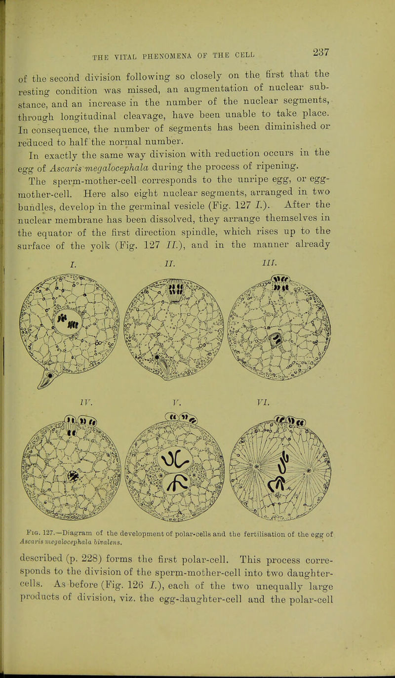 of the second division following so closely on the 6rst that the resting condition was missed, an augmentation of nuclear sub- stance, and an increase in the number of the nuclear segments, through longitudinal cleavage, have been unable to take place. In consequence, the number of segments has been diminished or reduced to half the normal number. In exactly the same way division with reduction occurs in the egg of Ascaris megalocephala during the process of ripening. The sperm-mother-cell corresponds to the unripe egg, or egg- mother-cell. Here also eight nuclear segments, arranged in two bundles, develop in the germinal vesicle (Fig. 127 I). After the nuclear membrane has been dissolved, they arrange themselves in the equator of the first direction spindle, which rises up to the surface of the yolk (Fig. 127 II.), and in the manner already I. II. HI- IV. I'. 17. Fig. 127.—Diagram of the development of polar-cells and tbe fertilisation of the egg of Ascaris meijalocephala bivalens. described (p. 228) forms the first polar-cell. This process corre- sponds to the division of the sperm-mother-cell into two daughter- cells. As before (Fig. 126 I), each of the two unequally large products of division, viz. the egg-daughter-cell and the polar-cell