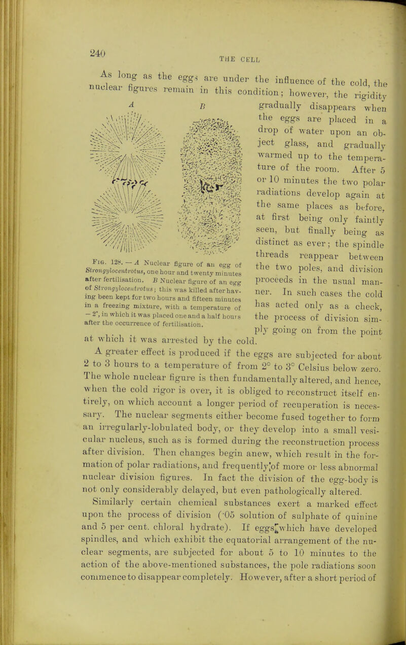 THE CKLI; s/'/i  \vS \\ '.''»••• -■ffl&i J nutwT ^ eggS-ai'e Undei' the influe^of the cold, the nuclear figures remain iu this condition; however, the rigidity A B gradually disappears when the eggs are placed in a drop of water upon an ob- ject glass, and gradually warmed up to the tempera- ture of the room. After 5 or 10 minutes the two polar radiations develop again at the same places as before, at first being only faintly seen, but finally being as distinct as ever • the spindle threads reappear between the two poles, and division proceeds in the usual man- ner. In such cases the cold has acted only as a check, the process of division sim- ply going on from the point at which it was arrested by the cold. A greater effect is produced if the eggs are subjected for about 2 to 3 hours to a temperature of from 2° to 3° Celsius below zero. The whole nuclear figure is then fundamentally altered, and hence, when the cold rigor is over, it is obliged to reconstruct itself en' tirely, on which account a longer period of recuperation is neces- sary. The nuclear segments either become fused together to form an irregularly-lobulated body, or they develop into a small vesi- cular nucleus, such as is formed during the reconstruction process after division. Then changes begin anew, which result in the for- mation of polar radiations, and frequently [of more or less abnormal nuclear division figures. In fact the division of the egg-body is not only considerably delayed, but even pathologically altered. Similarly certain chemical substances exert a marked effect upon the process of division (*05 solution of sulphate of quinine and 5 per cent, chloral hydrate). If eggs^which have developed spindles, and which exhibit the equatorial arrangement of the nu- clear segments, are subjected for about 5 to 10 minutes to the action of the above-mentioned substances, the pole radiations soon commence to disappear completely. However, after a short period of Fig. 12t>. — A Nuclear figure of an egg of Strongylocentrotus, one hour and twenty minutes after fertilisation. B Nuclear figure of an egg of Stvongylocentrotus; this was killed aftarhav- ing been kept for two hours and fifteen minutes in a freezing mixture, with a temperature of - 2, in which it was placed one and a half houi s after the occurrence of fertilisation.