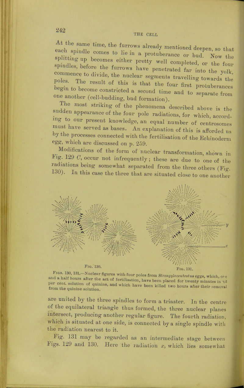 THE CELL At the same time, the furrows already mentioned deepen so that aeh spmdle comes to lie in a protuberance or bud Now the sphtfc ng up becomes either pretty well completed, or the four indies, before the furrows have penetrated far into the rote beiin to i ° , 18 that *he f°Ur firSt Protuberances onf ano^ rrrf;iCt6d  SeC°nd time and t0 *°m one another (cell-budding, bud formation). The most striking of the phenomena described above is the sudden appearance of the four pole radiations, for which, accord- mg to our present knowledge, an equal number of centrosomes must have served as bases. An explanation of this is afforded us by the processes connected with the fertilisation of the Echinoderm egg, which are discussed on p. 259. Modifications of the form of nuclear transformation, shown in *ig. 129 G, occur not infrequently; these are due to one of the radiations being somewhat separated from the three others (Fig. 1.30). In this case the three that are situated close to one another \'II!//a ■ Wttlf// Fig. 130. Fig. 131. and a h»n r f T 7** ^ P°'e8 from Stronaylooentrotus eggs, which, ore e !T T Ct °f ferti,i8»tion. ha™ been placed for twenty minutes in 06 per cent, solut.on of qmnme, and which have been killed two hour* after their removal from the quinine solution. are united by the three spindles to form a triaster. In the centre of the equilateral triangle thus formed, the three nuclear planes intersect, producing another regular figure. The fourth radiation, which is situated at one side, is connected by a single spindle with the radiation nearest to it. Fig. 131 may be regarded as an intermediate stage between Figs. 129 and 130. Here the radiation sc, which lies somewhat