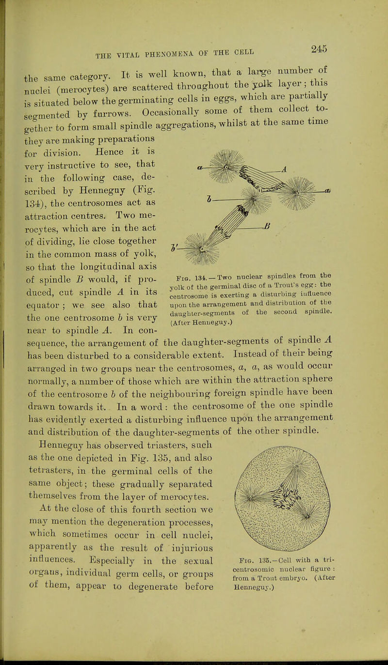 Fig. 134. —Two nuclear spindles from the yolk of the germinal disc of a Trout's egg: the centrosome is exerting a disturbing iuduence upon the arrangement and distribution of the daughter-segments of the second spindle. (After Henneguy.) the same category. It is well known, that a lar^e number of nuclei (merocytes) are scattered throughout the yolk layer ; this is situated below the germinating cells in eggs, which are partially segmented by furrows. Occasionally some of them collect to- gether to form small spindle aggregations, whilst at the same time they are making preparations for division. Hence it is very instructive to see, that in the following case, de- scribed by Henneguy (Fig. 134), the centrosomes act as attraction centres. Two me- rocytes, which are in the act of dividing, lie close together in the common mass of yolk, so that the longitudinal axis of spindle B would, if pro- duced, cut spindle A in its equator ; we see also that the one centrosome b is very near to spindle A. In con- sequence, the arrangement of the daughter-segments of spindle A has been disturbed to a considerable extent. Instead of their being arranged in two groups near the centrosomes, a, a, as would occur normally, a number of those which are within the attraction sphere of the centrosome b of the neighbouring foreign spindle have been drawn towards it. In a word : the centrosome of the one spindle has evidently exerted a disturbing influence upon the arrangement and distribution of the daughter-segments of the other spindle. Henneguy has observed triasters, such . . ......^ as the one depicted in Tig. 135, and also tetrasters, in the germinal cells of the same object; these gradually separated themselves from the layer of merocytes. At the close of this fourth section we may mention the degeneration processes, which sometimes occur in cell nuclei, apparently as the result of injurious influences. Especially in the sexual Fig. 135.-Ceii with a tri- oi-o-ntic in<-Kl n centrosomic nuclear figure: oigaus, individual germ cells, or groups frora aTr011t emlJO.0. (After or them, appear to degenerate before Henneguy.) iü