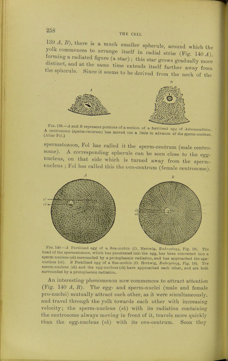 THE CELL J:>j>;!,£), there is a much smaller spherule, around which the yolk commences to arrange itself in radial strise (Fig 140 A) disZf ' Vf:^ %,lre ^ 8tai'} ; tbis 8tar *™ Anally more d st n ct, and at the same time extends itself farther away from the spherule. Since it seems to be derived from the neck of the Via 139.-4 and B represent portions of a section of a fertilised eg* of 48*waca*«ifo»i tSST (8Perm-CentrUm) m°Ved °Ut * ,ittle * Avance of the £££SZl spermatozoon, Fol has called it the sperm-centrum (male centro- some). A corresponding spherule can be seen close to the ego-- nucleus, on that side which is turned away from the sperm- nucleus ; Fol has called this the ovo-centrum (female centrosome). J? Fio. 140.—A Fertilised egg of a Sea-urchin (O. Hartwig, Embryology, Fig. 18). The head of the spermatozoon, which has penetrated into the egg, has been converted into a sperm-nucleus (sit) surrounded by a protoplasmic radiation, and has approached the egg- nucleus (cfc). B Fertilised egg of a Sea-urchin (O. Hertwig, Embryology, Fig. 19). The sperm-nucleus (s/c) and the egg-nucleus (cfc) have approached each other, and are both surrounded by a protoplasmic radiation. An interesting phenomenon now commences to attract attention (Fig. 140 A, B). The egg- and sperm-nuclei (male and female pro-nuclei) mutually attract each other, as it were simultaneously, and travel through the yolk towards each other with increasing velocity; the sperm-nucleus (sk) with its radiation containing the centrosome always moving in front of it, travels more quickly than the egg-nucleus (eA) with its ovo-centrum. Soon they