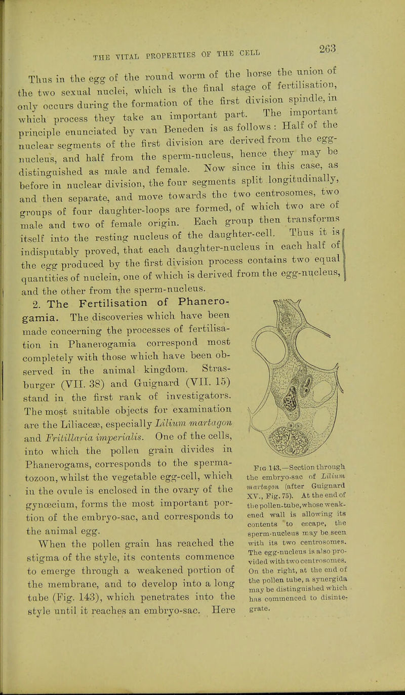 203 Thus in the egg of the round worm of the horse the union of the two sexual nuclei, which is the final stage of fertilisation, only occurs during the formation of the first divis!on spindle, m which process they take an important part. The important principle enunciated by van Beneden is as follows : Hal ot the nuclear segments of the first division are derived from the egg- nucleus, and half from the sperm-nucleus, hence they may be distinguished as male and female. Now since m this case as before in nuclear division, the four segments split longitudinally, and then separate, and move towards the two centrosomes, two groups o£ four daughter-loops are formed, of which two are ot male and two of female origin. Each group then transforms itself into the resting nucleus of the daughter-cell. Thus it is indisputably proved, that each daughter-nucleus in each halt of the e<rg produced by the first division process contains two equal quantities of nuclein, one of which is derived from the egg-nucleus, and the other from the sperm-nucleus. 2. The Fertilisation of Phanero- gamia. The discoveries which have been made concerning the processes of fertilisa- tion in Phanerogamia correspond most completely with those which have been ob- served in the animal kingdom. Stras- burger (VII. 38) and Guignard (VII. 15) stand in the first rank of investigators. Themost suitable objects for examination are the Liliacese, especially Lilium martagon and Fritillaria imperialis. One of the cells, into which the pollen grain divides in Phanerogams, corresponds to the sperma- tozoon, whilst the vegetable egg-cell, which in the ovule is enclosed in the ovary of the gyncecium, forms the most important por- tion of the embryo-sac, and corresponds to the animal egg. When the pollen grain has reached the stigma of the style, its contents commence to emerge through a weakened portion of the membrane, and to develop into a long tube (Fig. 143), which penetrates into the style until it reaches an embryo-sac. Here Fig 143.—Section through the embryo-sac of lilium martagon (after Guignard XV., Fig. 75). At the end of the pollen-tube, whose weak- ened wall is allowing its contents to escape, the sperm-nucleus may be seen with its two centrosomes. The egg-nucleus is also pro- vided with two centrosomes. On the right, at the end of the pollen tube, a sytiergida may be distinguished which has commenced to disinte- grate.