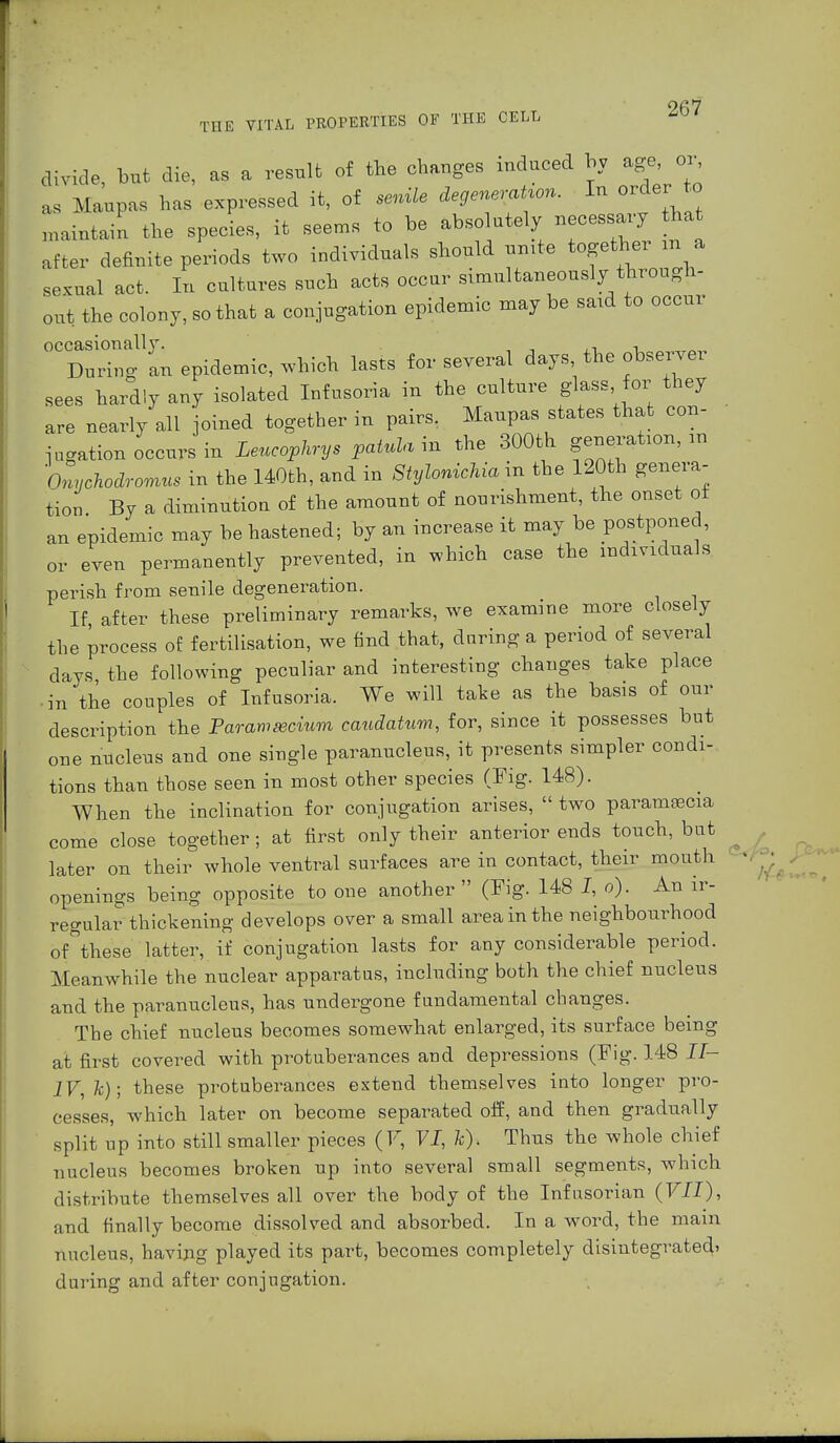 divide but die, as a result of the changes induced by age, or, as Maupas has expressed it, of senile degeneration. In order to maintain the species, it seems to be absolutely necessary hat after definite periods two individuals should unite together m a se.ual act. In cultures such acts occur simultaneously through- out the colony, so that a conjugation epidemic may be said to occur occasionally. , , ,, , During an epidemic, which lasts for several days the observer sees hardly any isolated Infusoria in the culture glass for they are nearly all joined together in pairs. Maupas states that con- jugation occurs in Leucophrys pahda in the 300th gyration, m n^jchodromus in the 140th, and in Stylonichia in the 120th genera- tion By a diminution of the amount of nourishment, the onset of an epidemic may be hastened; by an increase it may be postponed, or even permanently prevented, in which case the individuals perish from senile degeneration. If after these preliminary remarks, we examine more closely the process of fertilisation, we find that, daring a period of several days the following peculiar and interesting changes take place in the couples of Infusoria. We will take as the basis of our description the Paramecium caudatum, for, since it possesses but one nucleus and one single paranucleus, it presents simpler condi- tions than those seen in most other species (Fig. 148). When the inclination for conjugation arises,  two paramaecia come close together; at first only their anterior ends touch, but later on their whole ventral surfaces are in contact, their mouth openings being opposite to one another  (Fig. 148 I, o). An ir- regular thickening develops over a small area in the neighbourhood oAhese latter, if conjugation lasts for any considerable period. Meanwhile the nuclear apparatus, including both the chief nucleus and the paranucleus, has undergone fundamental changes. The chief nucleus becomes somewhat enlarged, its surface being at first covered with protuberances and depressions (Fig. 148 II- IV, k); these protuberances extend themselves into longer pro- cesses, which later on become separated off, and then gradually split up into still smaller pieces (F, VI, h). Thus the whole chief nucleus becomes broken up into several small segments, which distribute themselves all over the body of the Infusorian (VII), and finally become dissolved and absorbed. In a word, the main nucleus, having played its part, becomes completely disintegrated,) during and after conjugation.