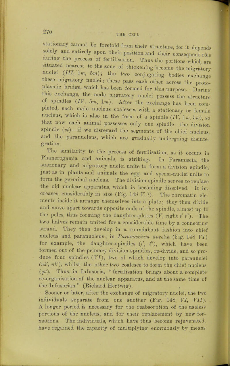 ,V THE CELL stationary cannot be foretold from their structure, for it depends solely and entirely upon their position and their consequent role during the process of fertilisation. Thus the portions which are situated nearest to the zone of thickening become the migratory nuclei (III, 1W, 5m); the two conjugating bodies exchange these migratory nuclei; these pass each other across the proto- plasmic bridge, which has been formed for this purpose. Durin« this exchange, the male migratory nuclei possess the structure of spindles (IV, 5m, lm). After the exchange has been com- pleted, each male nucleus coalesces with a stationary or female nucleus, which is also in the form of a spindle (IV, lw, hw), so that now each animal possesses only one spindle—the division spindle (vt)—ii we disregard the segments of the chief nucleus, and the paranucleus, which are gradually undergoing disinte- gration. The similarity to the process of fertilisation, as it occurs in Phanerogamia and animals, is striking. In Paramsecia, the stationary and migratory nuclei unite to form a division spindle, just as in plants and animals the egg- and sperm-nuclei unite to form the germinal nucleus. The division spindle serves to replace the old nuclear apparatus, which is becoming dissolved. It in- creases considerably in size (Fig. 148 V, i). The chromatin ele- ments inside it arrange themselves into a plate; they then divide and move apart towards opposite ends of the spindle, almost up to the poles, thus forming the daughter-plates (V, right t' t). The two halves remain united for a considerable time by a connecting strand. They then develop in a roundabout fashion into chief nucleus and paranucleus; in Paramecium aurelia (Pig. 148 VI) for example, the daughter-spindles (i', t), which have been formed out of the primary division spindles, re-divide, and so pro- duce four spindles (VI), two of which develop into paranuclei (nkJ, uk'), whilst the other two coalesce to form the chief nucleus (pt). Thus, in Infusoria,  fertilisation brings about a complete re-organisation of the nuclear apparatus, and at the same time of the Infusorian  (Richard Hertwig). Sooner or later, after the exchange of migratory nuclei, the two individuals separate from one another (Pig. 148 VI, VII). A longer period is necessary for the reabsorption of the useless portions of the nucleus, and for their replacement by new for- mations. The individuals, which have thus become rejuvenated, have regained the capacity of multiplying enormously by means