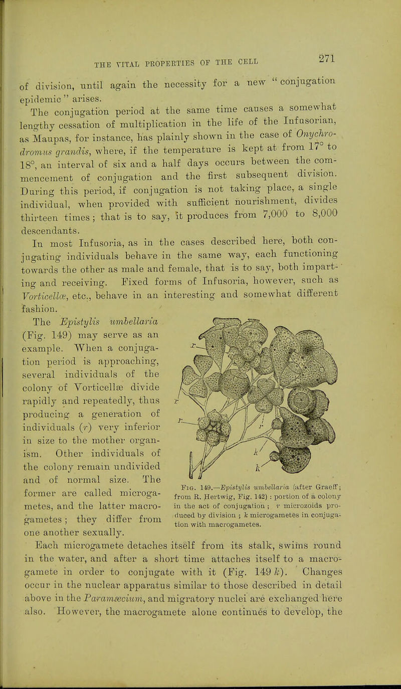 of division, until again the necessity for a new  conjugation epidemic  arises. The conjugation period at the same time causes a somewhat lengthy cessation of multiplication in the life of the Inf usorian, as Maupas, for instance, has plainly shown in the case of Onychro- davmus grandis, where, if the temperature is kept at from 17° to 18°, an 'interval of six and a half days occurs between the com- mencement of conjugation and the first subsequent division. During this period, if conjugation is not taking place, a single individual, when provided with sufficient nourishment, divides thirteen times ; that is to say, it produces from 7,000 to 8,000 descendants. In most Infusoria, as in the cases described here, both con- ino-atins' individuals behave in the same way, each functioning towards the other as male and female, that is to say, both impart- ing and receiving. Fixed forms of Infusoria, however, such as Vorticellce, etc., behave in an interesting and somewhat different fashion. 8» II Whs* The Epistylis umhellaria (Fig. 149) may serve as an example. When a conjuga- tion period is approaching, several individuals of the colony of Vorticellae divide rapidly and repeatedly, thus producing a generation of individuals (r) very inferior in size to the mother organ- ism. Other individuals of the colony remain undivided and of normal size. The former are called microga- metes, and the latter macro- gametes ; they differ from one another sexually. Each microgamete detaches itself from its stalk, swiins round in the water, and after a short time attaches itself to a macro- gamete in order to conjugate with it (Fig. 149 7c). Changes occur in the nuclear apparatus similar to those described in detail above in the Paramoeciiim, and migratory nuclei are exchanged here also. However, the macrogamete alone continues to develop, the Fig. 149.—Episti/lis umhellaria (after Graeff; from R. Hertwig, Fig. 142) : portion of a colony in the act of conjugation; r microzoids pro- duced by division ; Ic microgametes in conjuga- tion with macrogametes.
