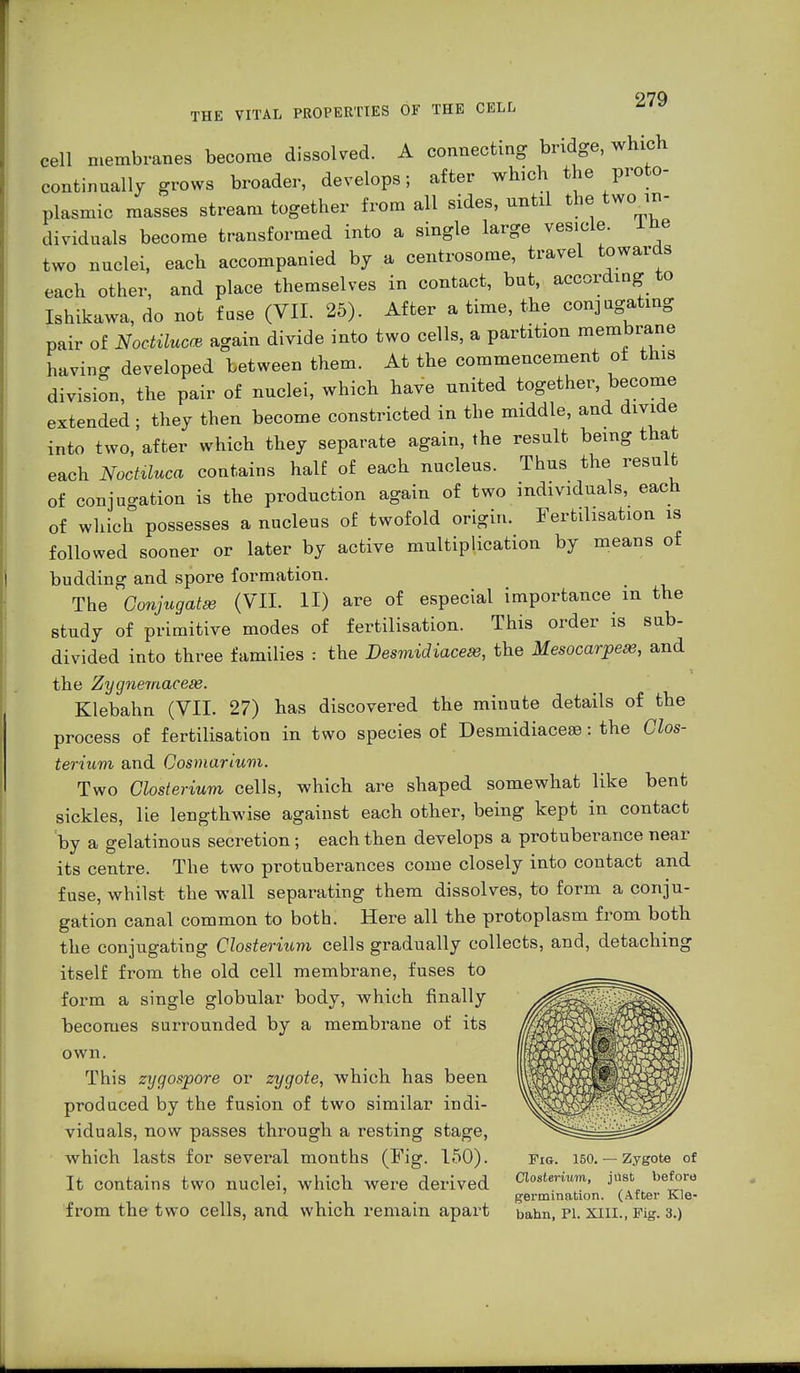cell membranes become dissolved. A connecting bridge, which continually grows broader, develops; after which the proto- plasmic masses stream together from all sides, until the two in- dividuals become transformed into a single large vesicle, lüe two nuclei, each accompanied by a centrosome, travel towards each other, and place themselves in contact, but, according to Ishikawa, do not fuse (VII. 25). After a time, the conjugating pair of Noctilucce again divide into two cells, a partition membrane having developed between them. At the commencement of this division, the pair of nuclei, which have nnited together become extended ; they then become constricted in the middle, and divide into two, after which they separate again, the result being that each Noctüuca contains half of each nucleus. Thus the result of conjugation is the production again of two individuals, each of which possesses a nucleus of twofold origin. Fertilisation is followed sooner or later by active multiplication by means of budding and spore formation. The Conjugate (VII. II) are of especial importance in the study of primitive modes of fertilisation. This order is sub- divided into three families : the Desmidiacese, the Mesocarpem, and the Zygnemacese. Klebahn (VII. 27) has discovered the minute details of the process of fertilisation in two species of Desmidiace®: the Clos- terium and Cosmarium. Two Closterium cells, which are shaped somewhat like bent sickles, lie lengthwise against each other, being kept in contact by a gelatinous secretion; each then develops a protuberance near its centre. The two protuberances come closely into contact and fuse, whilst the wall separating them dissolves, to form a conju- gation canal common to both. Here all the protoplasm from both the conjugating Closterium cells gradually collects, and, detaching itself from the old cell membrane, fuses to form a single globular body, which finally becomes surrounded by a membrane of its own. This zygospore or zygote, which has been produced by the fusion of two similar indi- viduals, now passes through a resting stage, which lasts for several months (Fig. 150). Fig. 150. — Zygote of It contains two nuclei, which were derived Stenum, just before germination. (Atter Kle- from the two cells, and which remain apart bahn, pi. xiii., Fig. 3.)