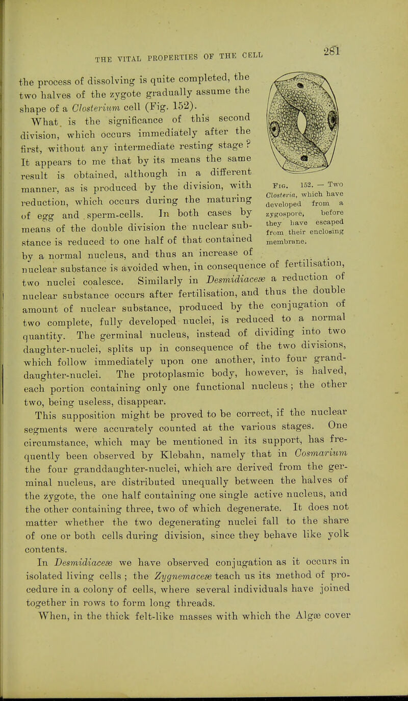 pIG. 152. — Two Closteria, which have developed from a zygospore, before they have escaped from their enclosing membrane. the process of dissolving is quite completed, the two halves of the zygote gradually assume the shape of a Chsterium cell (Fig. 152). What, is the significance of this second division, which occurs immediately after the first, without any intermediate resting stage ? It appears to me that by its means the same result is obtained, although in a different manner, as is produced by the division, with reduction, which occurs during the maturing of egg and . sperm-cells. In both cases by means of the double division the nuclear sub- stance is reduced to one half of that contained by a normal nucleus, and thus an increase of nuclear substance is avoided when, in consequence of fertilisation, two nuclei coalesce. Similarly in Besmidiacese- a reduction of nuclear substance occurs after fertilisation, and thus the double amount of nuclear substance, produced by the conjugation of two complete, fully developed nuclei, is reduced to a normal quantity. The germinal nucleus, instead of dividing into two daughter-nuclei, splits up in consequence of the two divisions, which follow immediately upon one another, into four grand- daughter-nuclei. The protoplasmic body, however, is halved, each portion containing only one functional nucleus; the other two, being useless, disappear. This supposition might be proved to be correct, if the nuclear segments were accurately counted at the various stages. One circumstance, which may be mentioned in its support, has fre- quently been observed by Klebahn, namely that in Gosmarium the four granddaughter-nuclei, which are derived from the ger- minal nucleus, are distributed unequally between the halves of the zygote, the one half containing one single active nucleus, and the other containing three, two of which degenerate. It does not matter whether the two degenerating nuclei fall to the share of one or both cells during division, since they behave like yolk contents. In Besmidiacese we have observed conjugation as it occurs m isolated living cells ; the Zygnemacese teach us its method of pro- cedure in a colony of cells, where several individuals have joined together in rows to form long threads. When, in the thick felt-like masses with which the Algoe cover