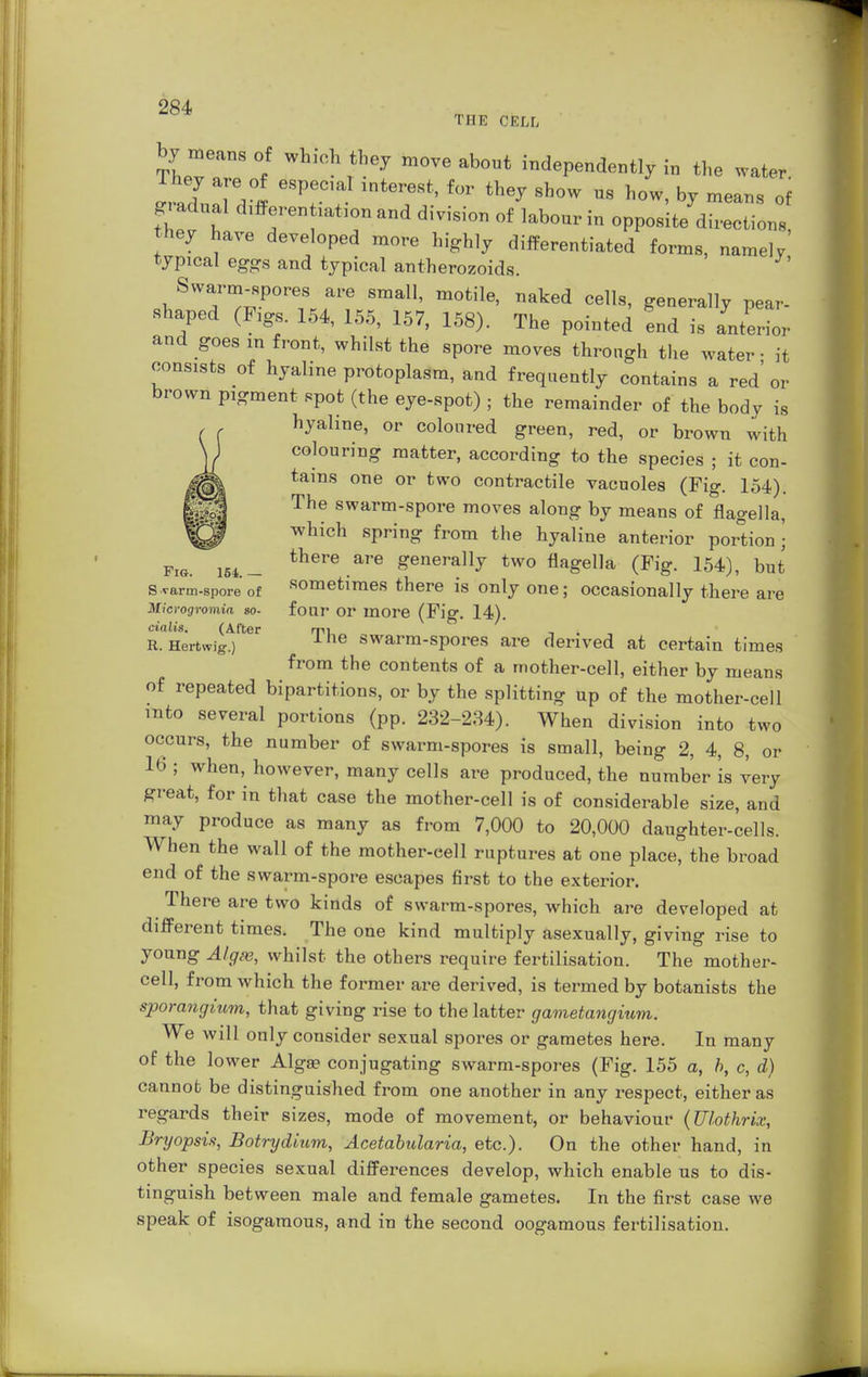 THE CELL by means of whioh they move about independently in the water lal T intereSt' fW th6^ 8h0W U8 W' hJ »«an. of gradual differentiation and division of labour in opposite direction. hey have developed more highly differentiated forms, namely' typical eggs and typical antherozoids. Swarm-spores are small, motile, naked cells, generally pear- shaped (Figs. 154, 155, 157, 158). The pointed end is anterior and goes in front, whilst the spore moves through the water • it consists of hyaline protoplasm, and frequently contains a red' or brown pigment spot (the eye-spot) ; the remainder of the body is hyaline, or coloured green, red, or brown with colouring matter, according to the species ; it con- tains one or two contractile vacuoles (Fig. 154). The swarm-spore moves along by means of flagella, which spring from the hyaline anterior portion \ FIG. is*.- there.are generally two flagella (Fig. 154), but s varm-spore of sometimes there is only one; occasionally there are Microgromia so- four or more (Fig. 14). Cialis. (After mi * » , R. Hertwig.) 1 ne swarm-spores are derived at certain times from the contents of a mother-cell, either by means of repeated bipartitions, or by the splitting up of the mother-cell into several portions (pp. 232-234). When division into two occurs, the number of swarm-spores is small, being 2, 4, 8, or 16 ; when, however, many cells are produced, the number is very great, for in that case the mother-cell is of considerable size, and may produce as many as from 7,000 to 20,000 daughter-cells. When the wall of the mother-eell ruptures at one place, the broad end of the swarm-spore escapes first to the exterior. There are two kinds of swarm-spores, which are developed at different times. The one kind multiply asexually, giving rise to young Algae, whilst the others require fertilisation. The mother- cell, from which the former are derived, is termed by botanists the sporangium, that giving rise to the latter gametangium. We will only consider sexual spores or gametes here. In many of the lower Algae conjugating swarm-spores (Fig. 155 a, b, c, d) cannot be distinguished from one another in any respect, either as regards their sizes, mode of movement, or behaviour (Ulothrix, Bryopsis, Botrydium, Acetabularia, etc.). On the other hand, in other species sexual differences develop, which enable us to dis- tinguish between male and female gametes. In the first case we speak of isogamous, and in the second oogamous fertilisation.