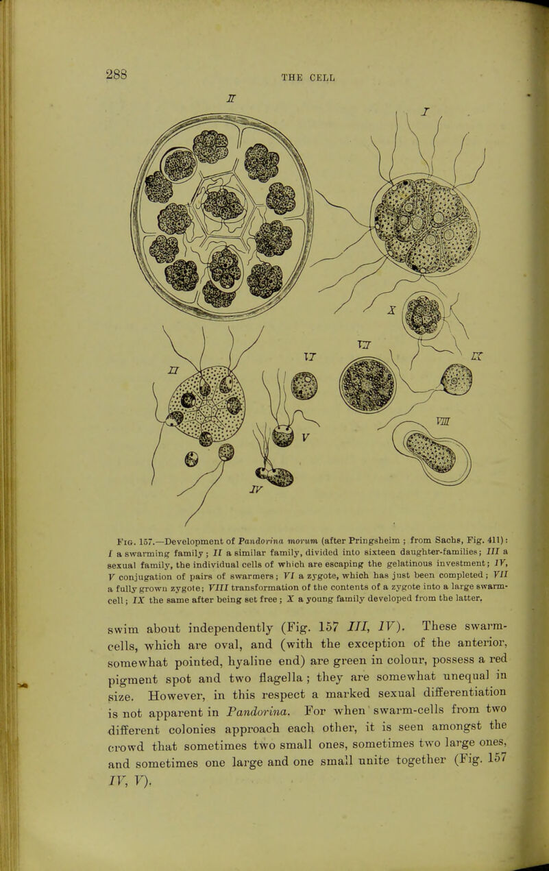 Fig. 157.—Development of Pandorina moium (after Pringsheim ; from Sache, Fig. 411): / a swarming family; If a similar family, divided into sixteen daughter-families; III a sexual family, the individual cells of which are escaping the gelatinous investment; IV, V conjugation of pairs of swarmers; VI a zygote, which has just been completed; VII a fully grown zygote; VIII transformation of the contents of a zygote into a large swarm- cell ; IX the same after being set free; X a young family developed from the latter, swim about independently (Fig. 157 III, IV). These swarm- cells, which are oval, and (with the exception of the anterior, somewhat pointed, hyaline end) are green in colour, possess a red pigment spot and two flagella ; they are somewhat unequal in size. However, in this respect a marked sexual differentiation is not apparent in Pandorina. For when swarm-cells from two different colonies approach each other, it is seen amongst the crowd that sometimes two small ones, sometimes two large ones, and sometimes one large and one small unite together (Fig. 157 IV, V).