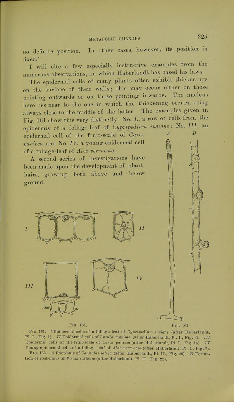 no definite position. In other cases, however, its position is fixed. I will cite a few especially instructive examples from the numerous observations, on which Haberlandt has based his laws. The epidermal cells of many plants often exhibit thickenings on the surface of their walls; this may occur either on those pointing outwards or on those pointing inwards. The nucleus here lie°s near to the one in which the thickening occurs, being always close to the middle of the latter. The examples given in Fig. 161 show this very distinctly: No. I., a row of cells from the epidermis of a foliage-leaf of Gypripedium insigne; No. III. an epidermal cell of the fruit-scale of Carex panicea, and No. IV. a young epidermal cell of a foliage-leaf of Aloe verrucosa. A second series of investigations have been made upon the development of plant- hairs, growing both above and below ground. II 111 IV \\ Fig. 161. pra. 162. Via. 161.—T Epidermal cells of a foliage leaf of Cypripeclium iv.signe (after Haberlandt, PI, L, Fig. 1). II Epidermal cells of Luzula maxima (after Haberlandt, PI. I., Fig. 3). Ill Epidermal cells of the fruit-scale of Carex panicea (after Haberlandt, PI. I., Fig. 14). IV Young epidermal colls of a foliage leaf of AloS verrucosa (after Haberlandt, PI. I., Fig. 7). Fig. 162.—A Root-hair of Cannabis sativa (after Haberlandt, PI. II., Fig. 26). B Forma- tion of root-hairs of Visum sativum (after Haberlandt, PI. II., Fig. 22).