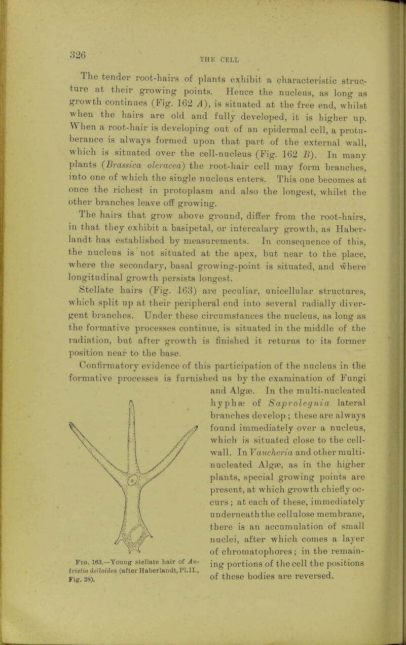 THE CELL The tender root-hairs of plants exhibit a characteristic struc- ture at their growing points. Hence the nucleus, as long as growth continues (Fig. 162 A), is situated at the free end, whilst when the hairs are old and fully developed, it is higher up. When a root-hair is developing out of an epidermal cell, a protu- berance is always formed upon that part of the external wall, which is situated over the cell-nucleus (Fig. 162 B). In many plants (Brassica oleracea) the root-hair cell may form branches, into one of which the single nucleus enters. This one becomes at once the richest in protoplasm and also the longest, whilst the other branches leave off growing. The hairs that grow above ground, differ from the root-hairs, in that they exhibit a basipetal, or intercalary growth, as Haber- landt has established by measurements. In consequence of this, the nucleus is not situated at the apex, but near to the place, where the secondary, basal growing-point is situated, and where longitudinal growth persists longest. Stellate hairs (Fig. 163) are peculiar, unicellular structures, which split up at their peripheral end into several radially diver- gent branches. Under these crrcumstanees the nucleus, as long as the formative processes continue, is situated in the middle of the radiation, but after growth is finished it returns to its former position near to the base. Confirmatory evidence of this participation of the nucleus in the formative processes is furnished us by the examination of Fungi and Algie. In the multi-nucleated hypha? of Saprolegnia lateral branches develop ; these are always found immediately over a nucleus, which is situated close to the cell- wall. In Vaucheria and other multi- nucleated Alga?, as in the higher plants, special growing points are present, at which growth chiefly oc- curs ; at each of these, immediately underneath the cellulose membrane, there is an accumulation of small nuclei, after which comes a layer of chromatophores ; in the remain- FlG. 163.—Young stellate hair of Ay: ■ p0rti0ns of the Cell the positions tvielia dctloidea (after Haberlaiidt,PI.II., « ,, ,,. j Fig. 28). °f these bodies are reversed.