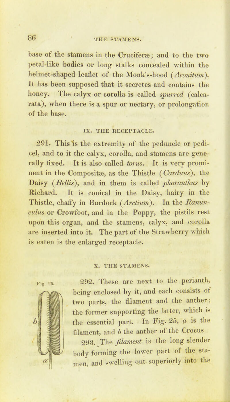 THE STAMENS. base of the stamens in the Criiciferse; and to the two petal-like bodies or long stalks concealed within the helmet-shaped leaflet of the Monk's-hood (Aconitum). It has been supposed that it secretes and contains the honey. The calyx or corolla is called spurred (calca- rata), when there is a spur or nectary, or prolongation of the base. IX. THE RECEPTACLE. 291. This IS the extremity of the peduncle or pedi- cel, and to it the calyx, corolla, and stamens are gene- rally fixed. It is also called torus. It is very promi- nent in the Compositae, as the Thistle (^Cardmis), the Daisy (Bellis), and in them is called pJiorantlms by Richard. It is conical in the Daisy, hairy in the Thistle, chaiFy in Burdock (^Arctium). In the Ranun- culm or Crowfoot, and in the Poppy, the pistils rest upon this organ, and the stamens, calyx, and corolla are inserted into it. The part of the Strawberry which is eaten is the enlarged receptacle. X. THE STA3IENS. Fig 25. 292. These are next to the perianth, being enclosed by it, and each consists of two parts, the filament and the anther; the former supporting the latter, which is the essential part. In Fig. 25, q. is the filament, and h the anther of the Crocus 293. ^The filament is the long slender body forming the lower part of the sta- men, and swelling out superiorly into tlie