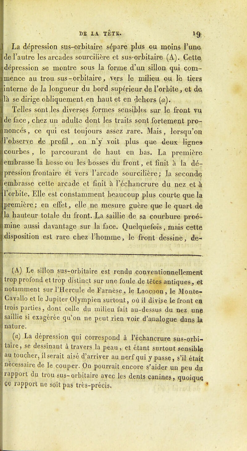 La dépression sus-orbitaire sépare plus ou moins l'une de l'autre les arcades sourcilière et sus-orbitaire (A). Cette dépression se montre sous la forme d'un sillon qui com- mence au trou sus-orbitaire, vers le milieu ou lë tiers interne de la longueur du bord supérieur de l'orbite, et de là se dirige obliquement en haut et en dehors {a). Telles sont les diverses formes sensibles sur le front vu de face, chez un adulte dont les traits sont fortement pro- noncés, ce qui est toujours assez rare. Mais, lorsqu'on l'observe de profd , on n'y voit plus que deux lignes courbes, le parcourant de haut en bas. La première embrasse la bosse ou les bosses du front, et finit à la dé-r pression Irontaire ét vers l'arcade sourcihère; Jla seconde embrasse cette arcade et finit à l'échancrure du nez et à l'orbite. Elle est constamment beaucoup plus courte que la première ; en effet, elle ne mesure guère que le quart de la hauteur totale du front. La saillie de sa courbure proé- mine aussi davantage sur la face. Quelquefois, mais cette disposition est rare chez l'homme, le front dessine, de- (A) Le sillon sus-orbitaire est rendu conventionneUemenl trop profond et trop distinct sur une foule de têtes antiques, et notamment sur l'Hercule de Farnèse, le Laocoon, le Monte- Cavalio et le Jupiter Olympien surtout, où il divise le front en trois parties, dont celle du milieu fait au-dessus du nez unp saillie si exagérée (ju'on ne peut rien voir d'analogue dans la nature. (a) La dépression qui correspond à réchancrure sus-orbi- taire, se dessinant ù travers la peau, et étant surtout sensible au toucher, il serait aisé d'arriver au nerf qui y passe, s'il était nécessaire de le couper. On pourrait encore s\'iider un peu du rapport du trou sus-orbitaire avec les dent,s canines, quoique ce rapport ne soit pas très-précis,