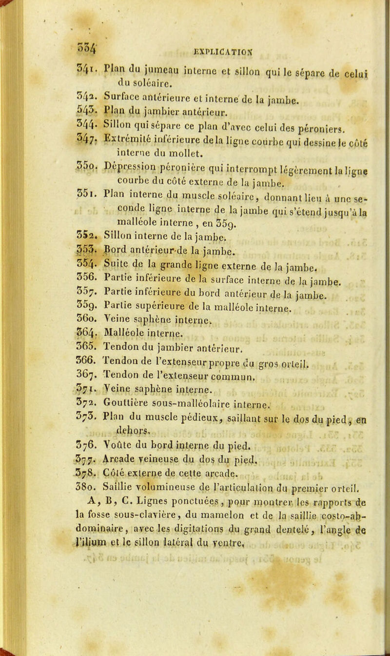 541. Plan (lu jumeau inlerne et sillon qui le sépare de celui du soléaire. 54a. Surface aniérieure et interne de la jambe. 545. Plan du jambier antérieur. 544. Sillon qui sépare ce plan d'avec celui des péroniers. 547; Extrémité inférieure de la ligne courbe qui dessine le côté interne du mollet. ,55q. Dépression péroniére qui interrompt légèrement la ligne courbe du côté externe de la jambe. 55i. Plan interne du muscle soléaire, donnant lieu à une se- conde ligne interne de la jambe qui s'étend jusqu'à la malléole interne , en SSg. SSa. Sillon interne de la jambe. ^55. Bord anlérieur de la jambe. 554. Suite de la grande ligne externe de la jambe. 556. Partie inférieure de la surface inlerne de Ja jambe. 557. Partie inférieure du bord antérieur de la jambe. 55g. Partie supérieure de la malléole interne. 56o. Veine sapbène interne. 564. Malléole interne. 565. Tendon du jambier antérieur. 566. Tendon de l'extenseur propre du gros orteil. 367. Tendon de l'extenseur commun. .,3.7j. yeine sapbène interne. 572. Gouttière sous-malléolaire interne. 373. Plan du muscle pédieux, saillant sur le dos du pied , en -i).,i,..-4ehors, 576. Voûte du bord interne du pied. 577. Arcade veineuse du dos du pied. 578. Côté externe de cette arcade. 38o. Saillie volumineuse de l'articulation du premier orteil. A, B, C. Lignes ponctuées, pour n^ontrer les rapports de la fosse sous-clavièi-e, du mamelon et de la saillie costo-ab- dominaire, avec les digitations du grand dentelé, l'angle de rUium et le sillon latéral du ventre, 1