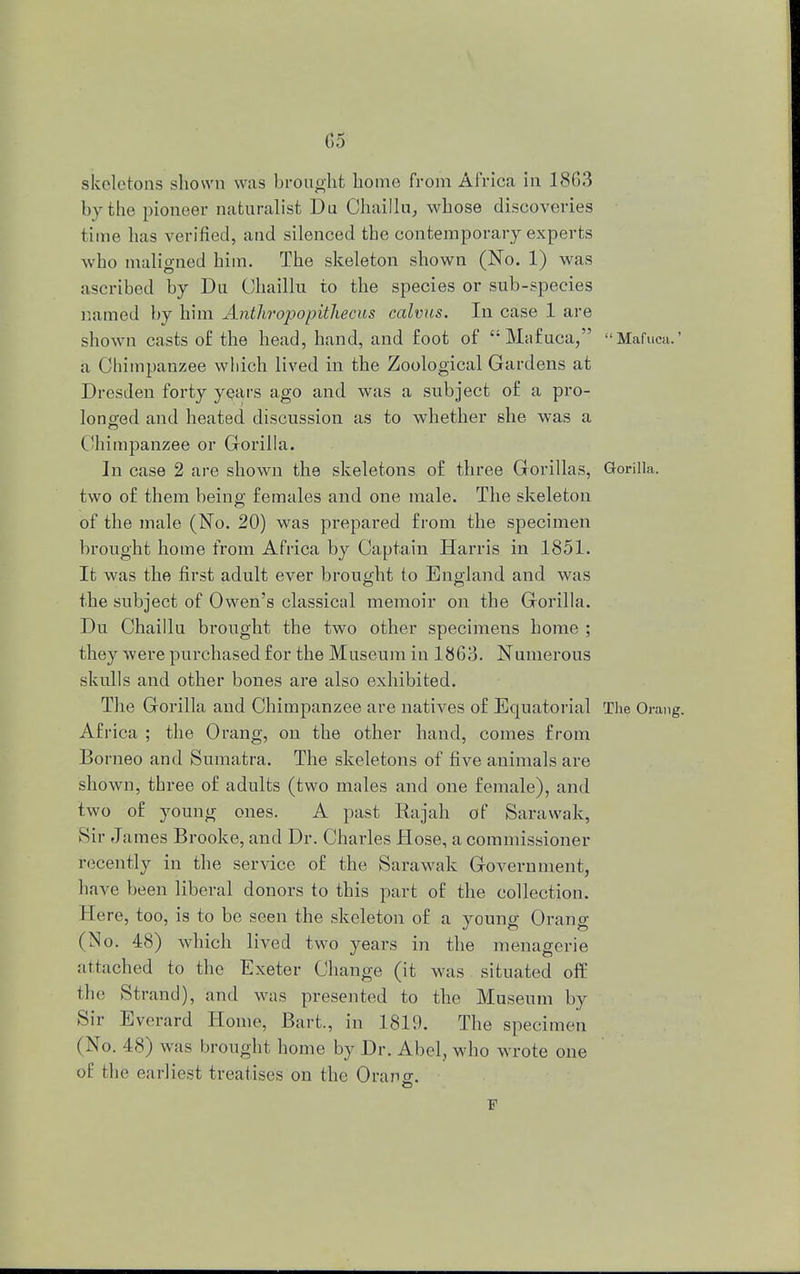 skeletons shown was brought home from Africa in 1863 by the pioneer naturalist Du Chaillu, whose discoveries time has verified, and silenced the contemporary experts who maligned him. The skeleton shown (No. 1) was ascribed by Dn Chaillu to the species or sub-species named by him Anthropopithecus calvas. In case 1 are shown casts of the head, hand, and foot of Mafuca, Mafuca.' a Chimpanzee which lived in the Zoological Gardens at Dresden forty years ago and was a subject of a pro- longed and heated discussion as to whether she was a Chimpanzee or Gorilla. In case 2 are shown the skeletons of three Gorillas, Gorilla, two of them being females and one male. The skeleton of the male (No. 20) was prepared from the specimen brought home from Africa by Captain Harris in 1851. It was the first adult ever brought to England and was the subject of Owen's classical memoir on the Gorilla. Du Chaillu brought the two other specimens home ; they were purchased for the Museum in 1863. Numerous skulls and other bones are also exhibited. The Gorilla and Chimpanzee are natives of Equatorial The Orang. Africa ; the Orang, on the other hand, comes from Borneo and Sumatra. The skeletons of five animals are shown, three of adults (two males and one female), and two of young ones. A past Rajah of Sarawak, Sir James Brooke, and Dr. Charles Hose, a commissioner recently in the service of the Sarawak Government, have been liberal donors to this part of the collection. Here, too, is to be seen the skeleton of a young Orang (No. 48) which lived two years in the menagerie attached to the Exeter Change (it was situated off the Strand), and was presented to the Museum by Sir E verard Home, Bart., in 1819. The specimen ( No. 48) was brought home by Dr. Abel, who wrote one of the earliest treatises on the Orang. F