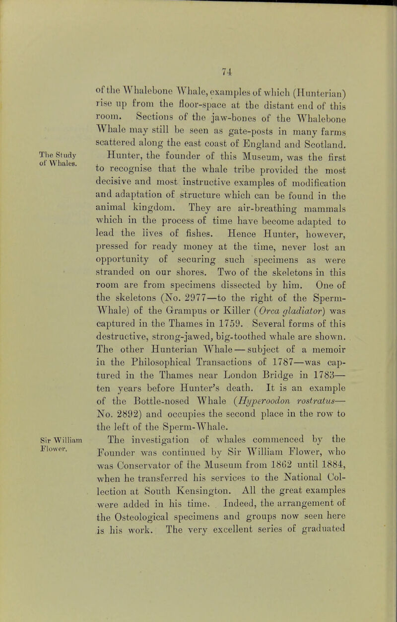 of the Whalebone Whale, examples of which (Hunterian) rise up from the floor-space at the distant end of this room. Sections of the jaw-bones of the Whalebone Whale may still be seen as gate-posts in many farms scattered along the east coast of England and Scotland, of™ Hunter, the founder of this Museum, was the first to recognise that the whale tribe provided the most decisive and most instructive examples of modification and adaptation of structure which can be found in the animal kingdom. They are air-breathing mammals which in the process of time have become adapted to lead the lives of fishes. Hence Hunter, however, pressed for ready money at the time, never lost an opportunity of securing such specimens as were stranded on our shores. Two of the skeletons in this room are from specimens dissected by him. One of the skeletons (No. 2977—to the right of the Sperm- Whale) of the Grampus or Killer (Orca gladiator) was captured in the Thames in 1759. Several forms of this destructive, strong-jawed, big-toothed whale are shown. The other Hunterian Whale — subject of a memoir in the Philosophical Transactions of 1787—was cap- tured in the Thames near London Bridge in 1783— ten years before Hunter's death. It is an example of the Bottle-nosed Whale (Hyperoodon rostratus— No. 2892) and occupies the second place in the row to the left of the Sperm-Whale. Sir William The investigation of whales commenced by the Founder was continued by Sir William Flower, who was Conservator of the Museum from 1862 until 1884, when he transferred his services to the National Col- lection at South Kensington. All the great examples were added in his time. Indeed, the arrangement of the Osteological specimens and groups now seen here is his work. The very excellent series of graduated Flower.