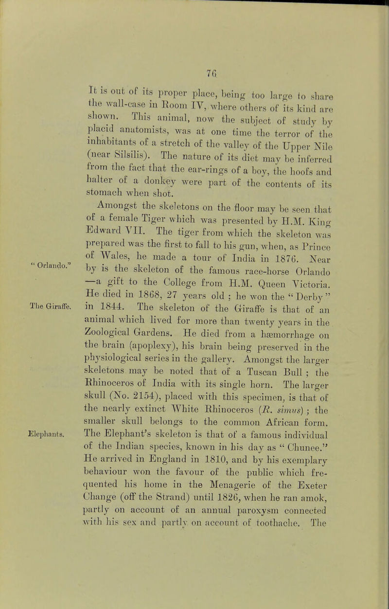 70  Orlando. The Giraffe. Elephants. out of its proper place, being too large to share the wall-case in Room IV, where others of its kind are shown. This animal, now the subject of study by placid anatomists, was at one time the terror of the inhabitants of a stretch of the valley of the Upper Nile (near Silsilis). The nature of its diet may be inferred from the fact that the ear-rings of a boy, the hoofs and halter of a donkey were part of the contents of its stomach when shot. Amongst the skeletons on the floor may be seen that of a female Tiger which was presented by ELM. King Edward VII. The tiger from which the skeleton was prepared was the first to fall to his gun, when, as Prince of Wales, he made a tour of India in 1876. Near by is the skeleton of the famous race-horse Orlando —a gift to the College from H.M. Queen Victoria. He died in 1868, 27 years old : he won the Derby in 1844. The skeleton of the Giraffe is that of an animal which lived for more than twenty years in the Zoological Gardens. He died from a hemorrhage on the brain (apoplexy), his brain being preserved in the physiological series in the gallery. Amongst the larger skeletons may be noted that of a Tuscan Bull ; the Rhinoceros of India with its single horn. The larger skull (No. 2154), placed with this specimen, is that of the nearly extinct White Rhinoceros (E. simus) ; the smaller skull belongs to the common African form. The Elephant's skeleton is that of a famous individual of the Indian species, known in his day as  Chunee. He arrived in England in 1810, and by his exemplary behaviour won the favour of the public which fre- quented his home in the Menagerie of the Exeter Change (off the Strand) until 1826, when he ran amok, partly on account of an annual paroxysm connected with his sex and partly on account of toothache. The